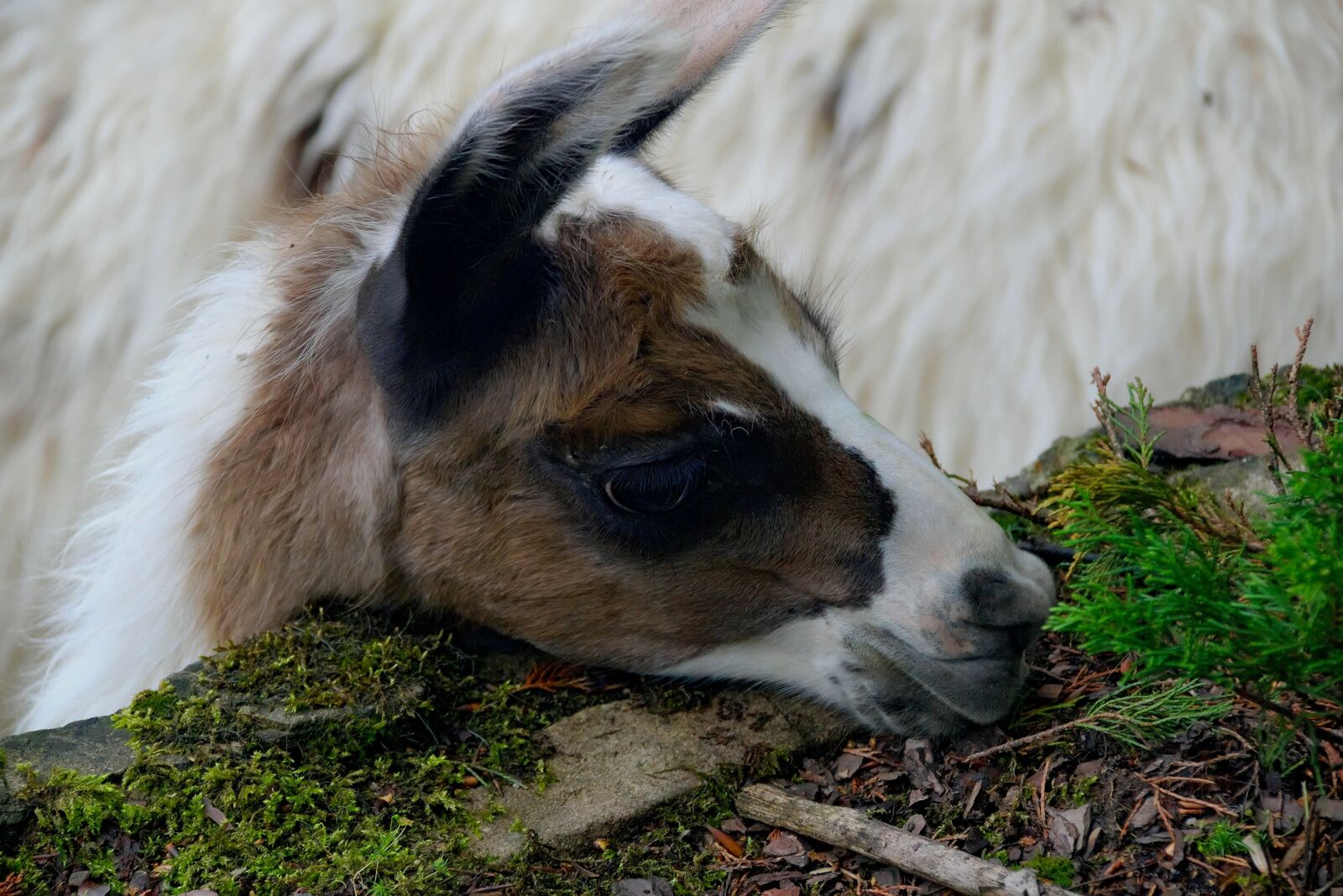 Nikon D3300 sample photo. Animal, mammal, fauna photography