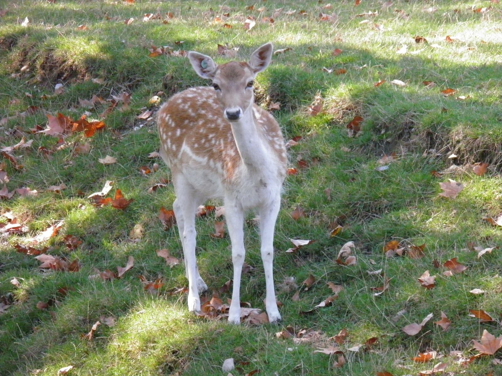 Olympus SP800UZ sample photo. Animal, animals, nature photography