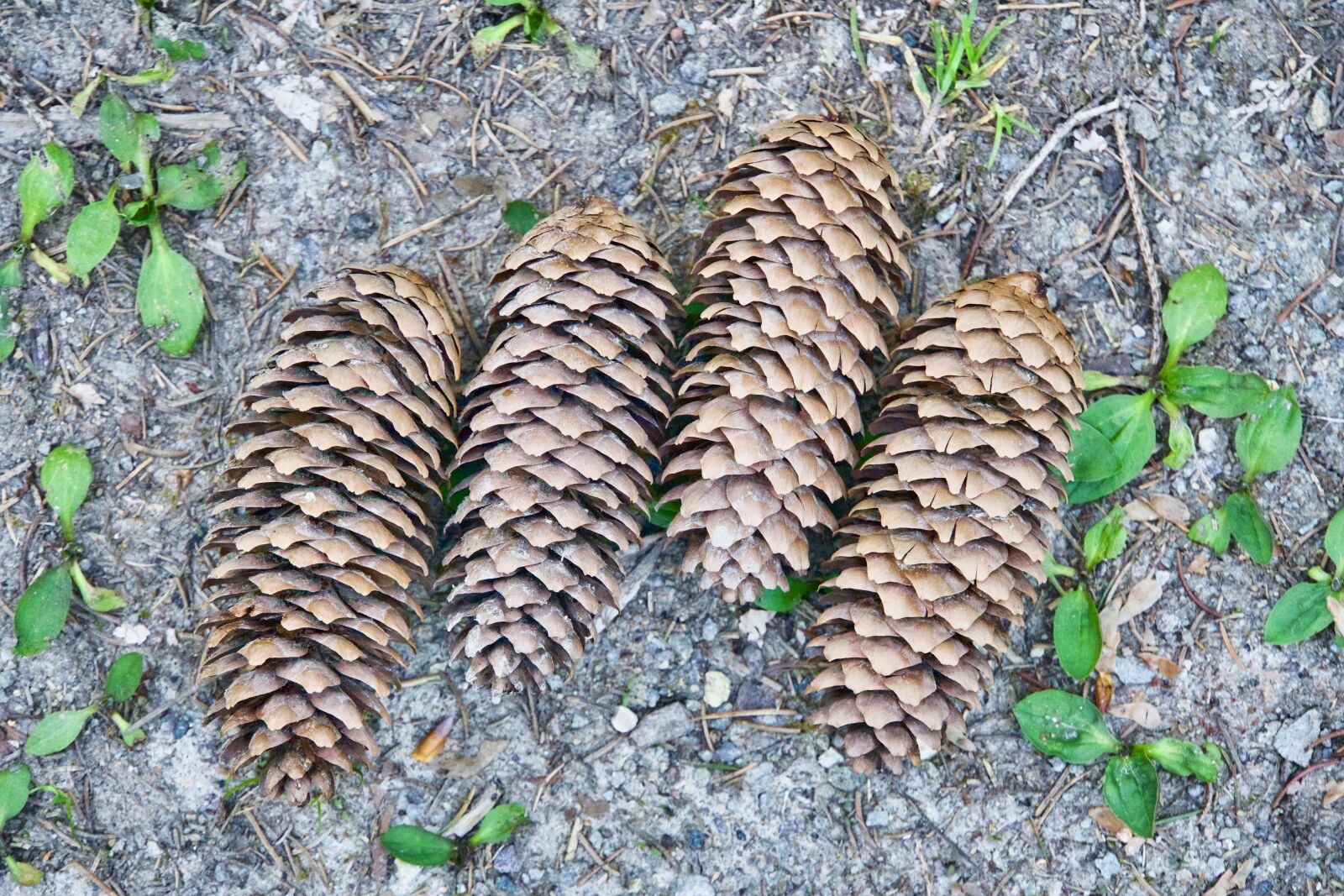 Sony a6500 sample photo. Pine, cones, seeds photography