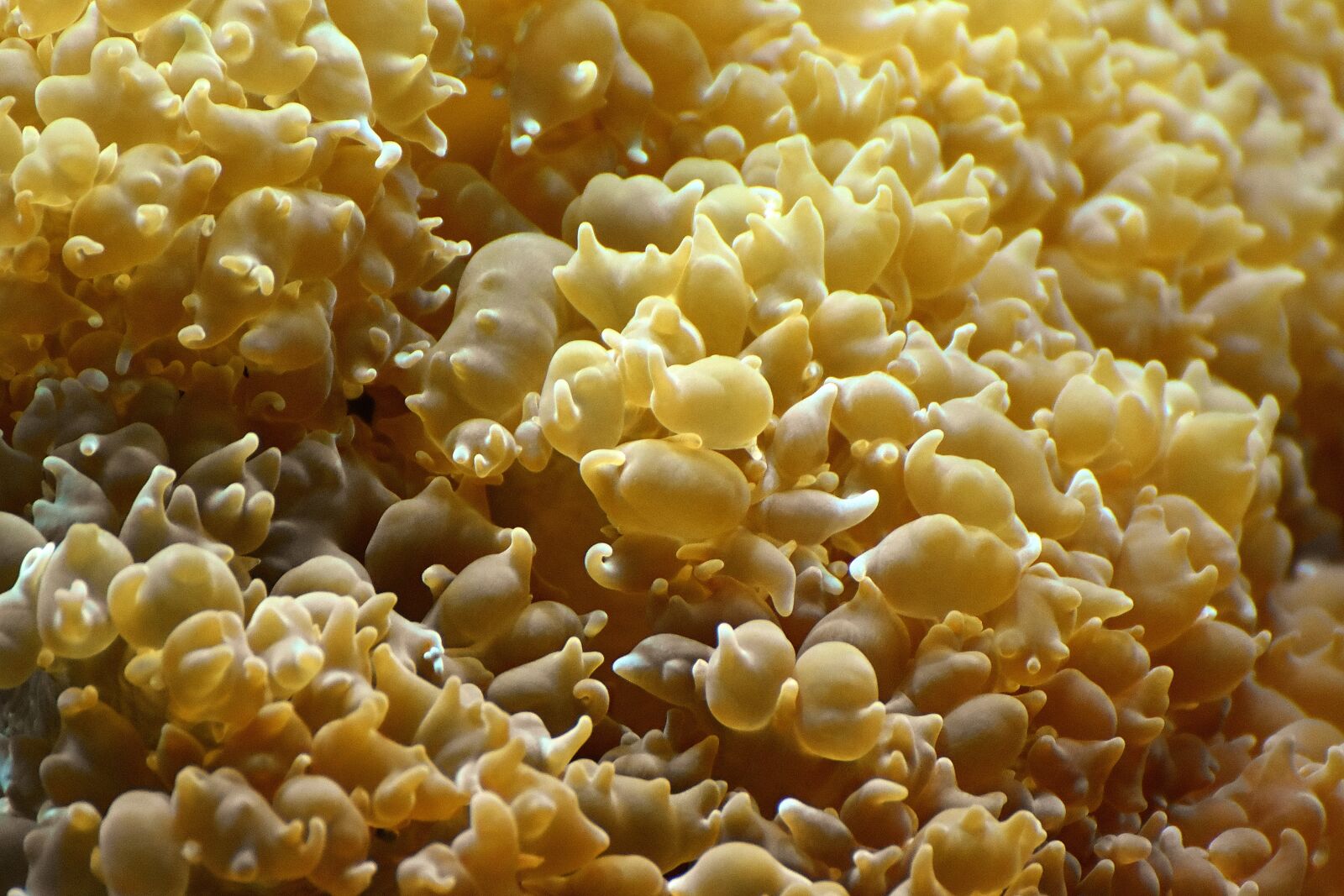 Nikon D7200 sample photo. Coral, salt water, underwater photography