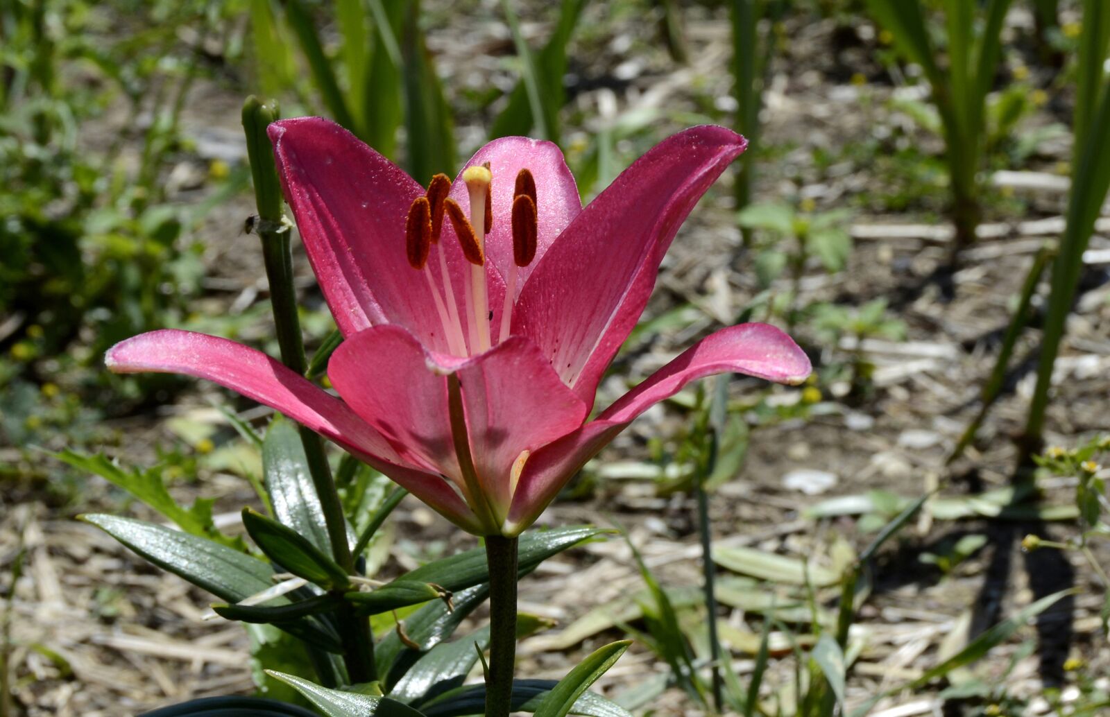 Nikon D7100 sample photo. Lily, blossom, bloom photography