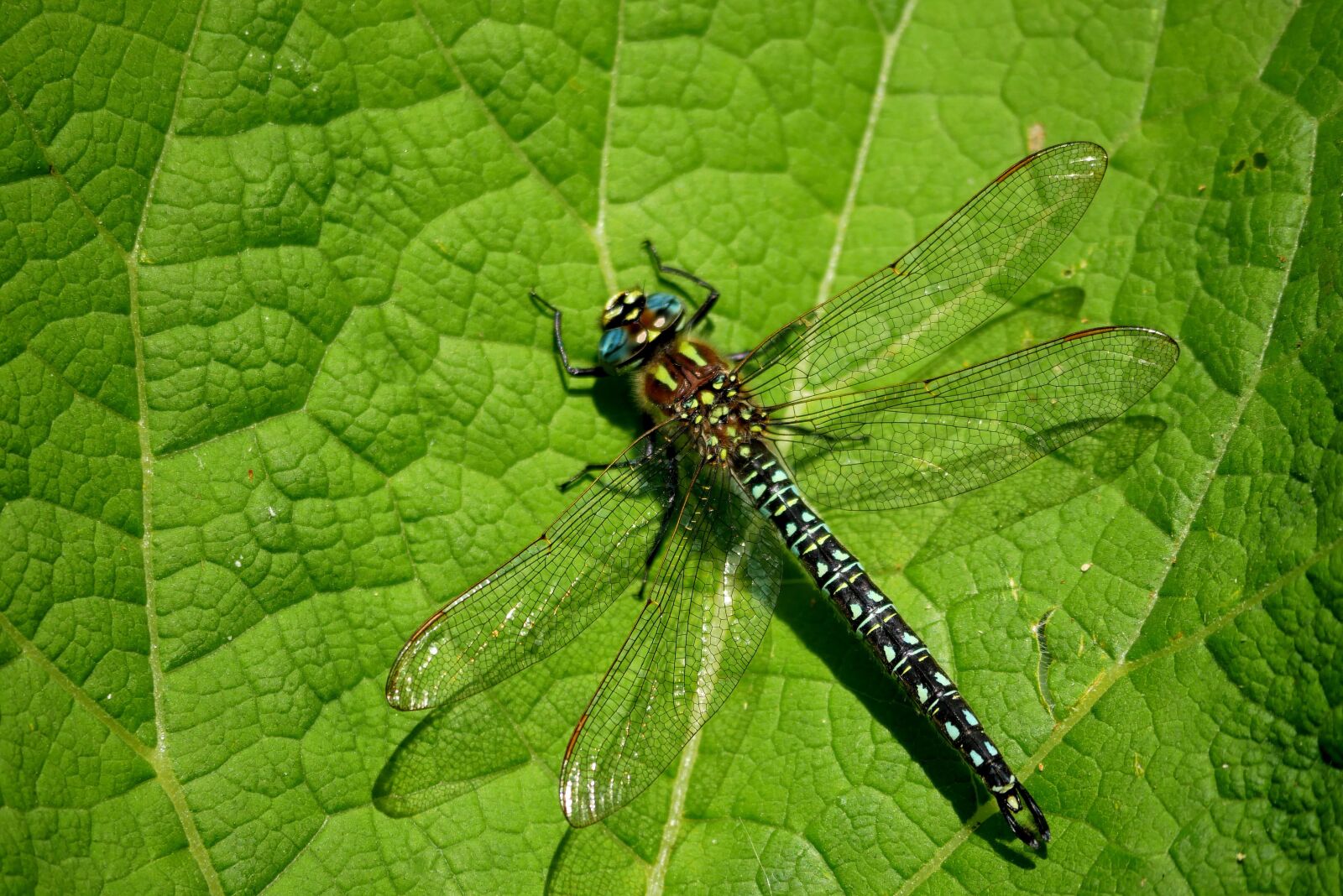 Panasonic Lumix DMC-G85 (Lumix DMC-G80) sample photo. Dragonfly, bug, animals photography