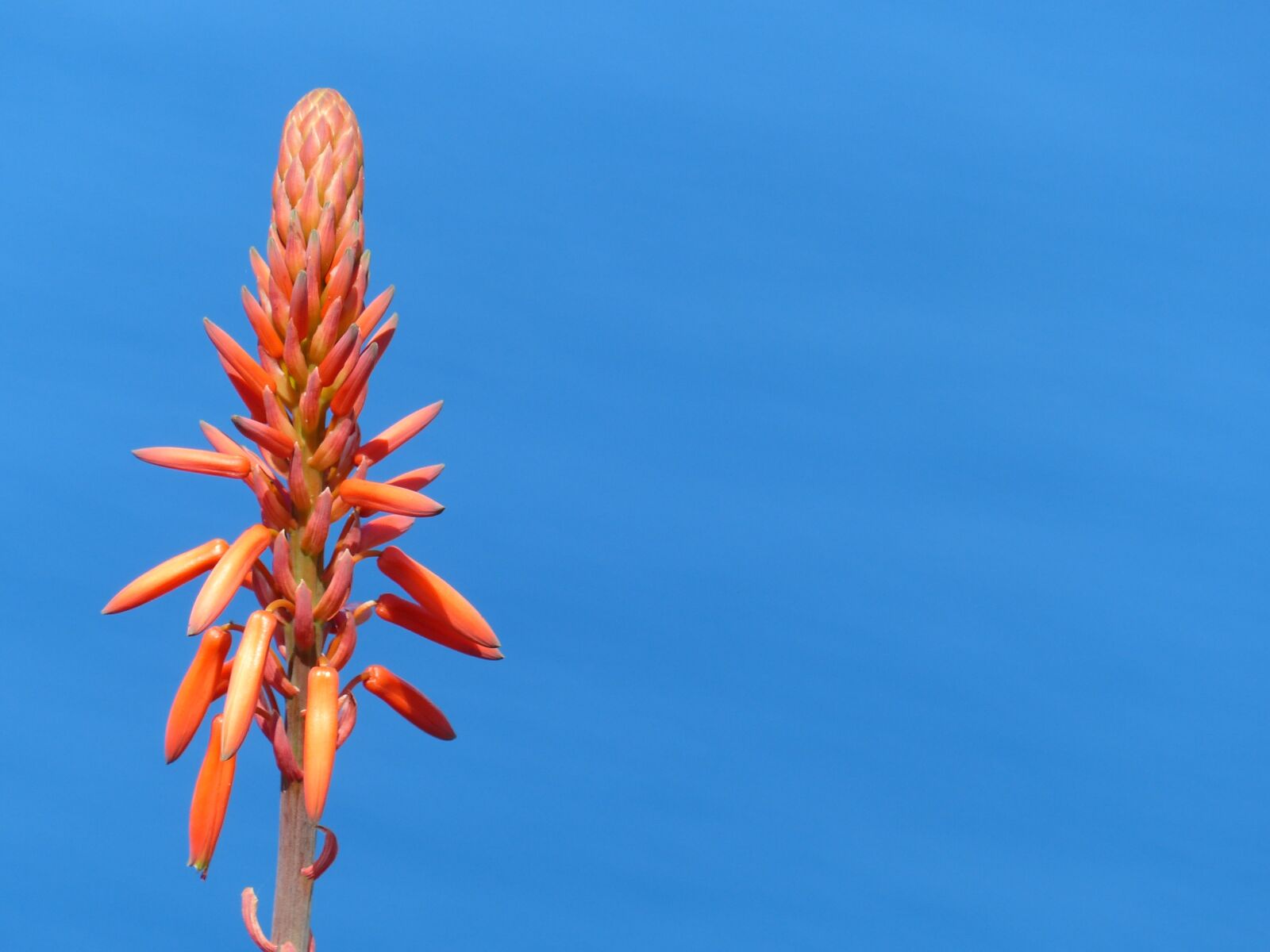 Panasonic Lumix DMC-FZ200 sample photo. Flower, sky, blue photography