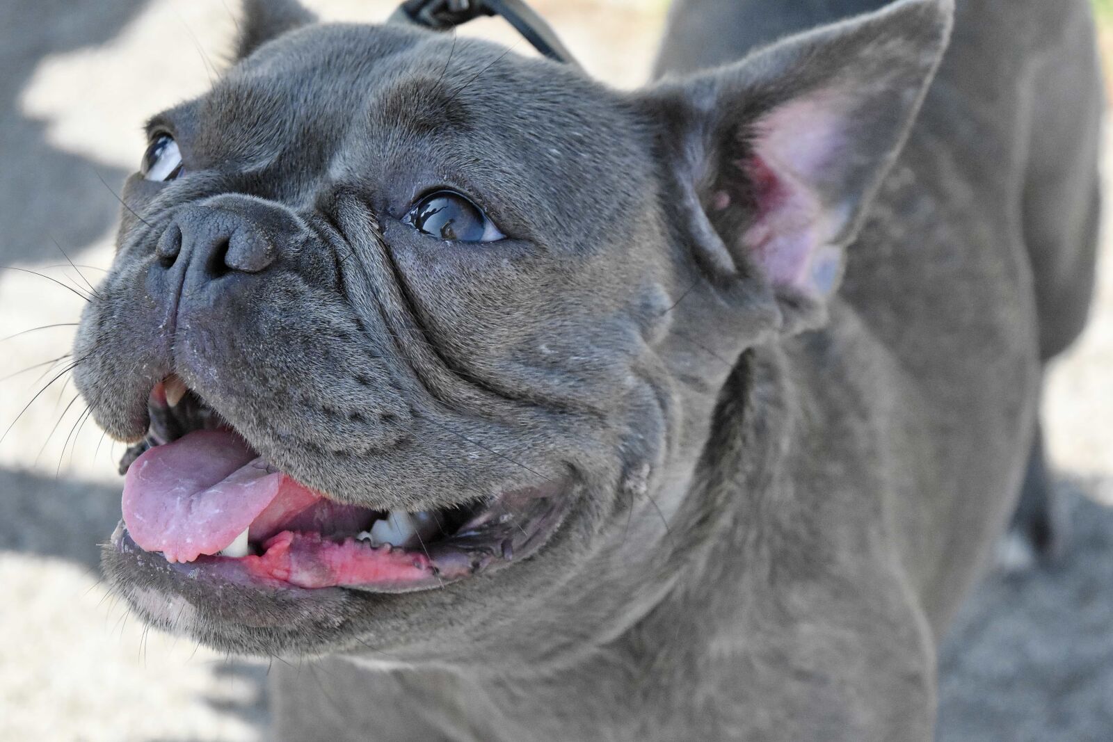 Nikon D5500 sample photo. Adorable, eyes, face, animal photography