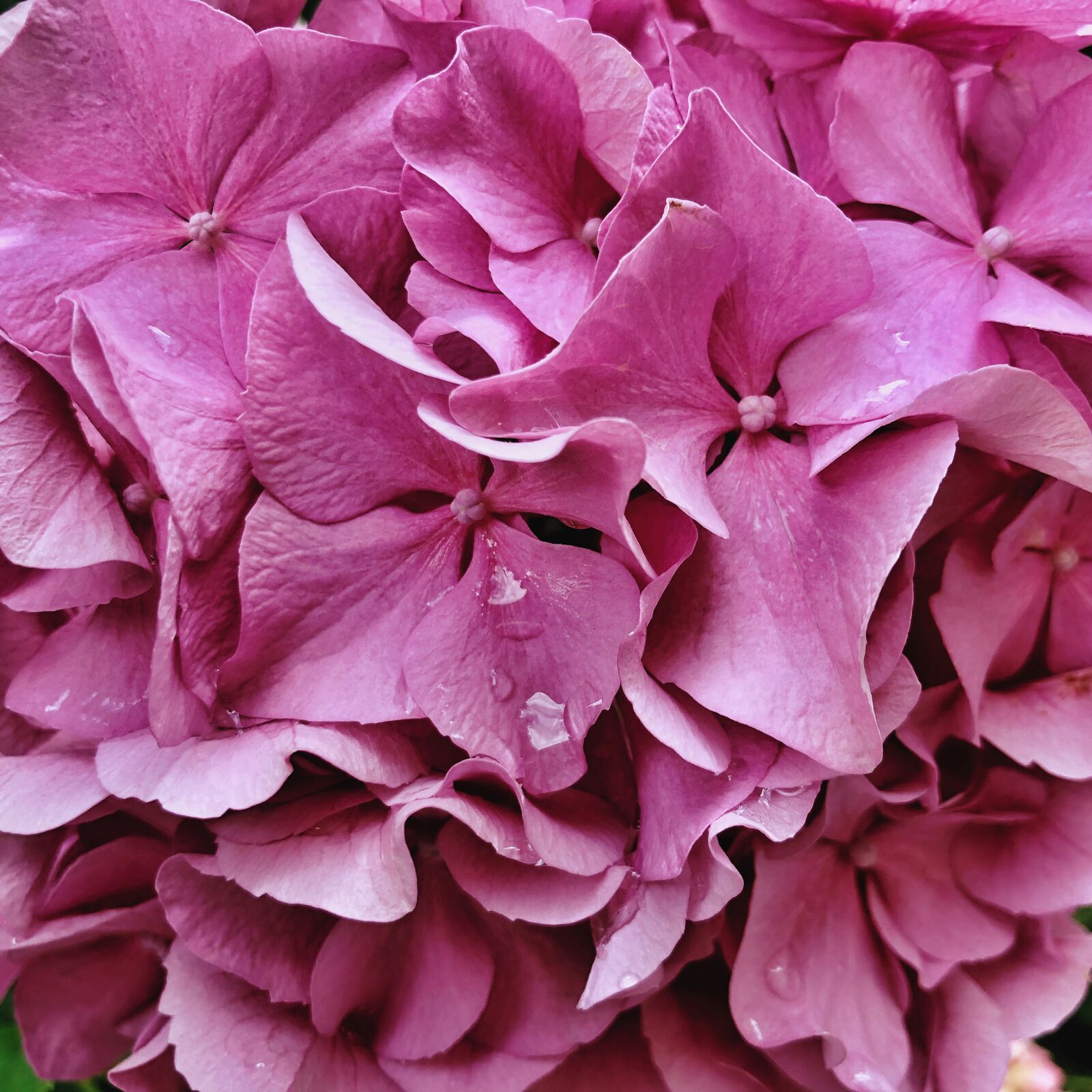 Apple iPhone 8 Plus sample photo. Flower, pink, hydrangea photography