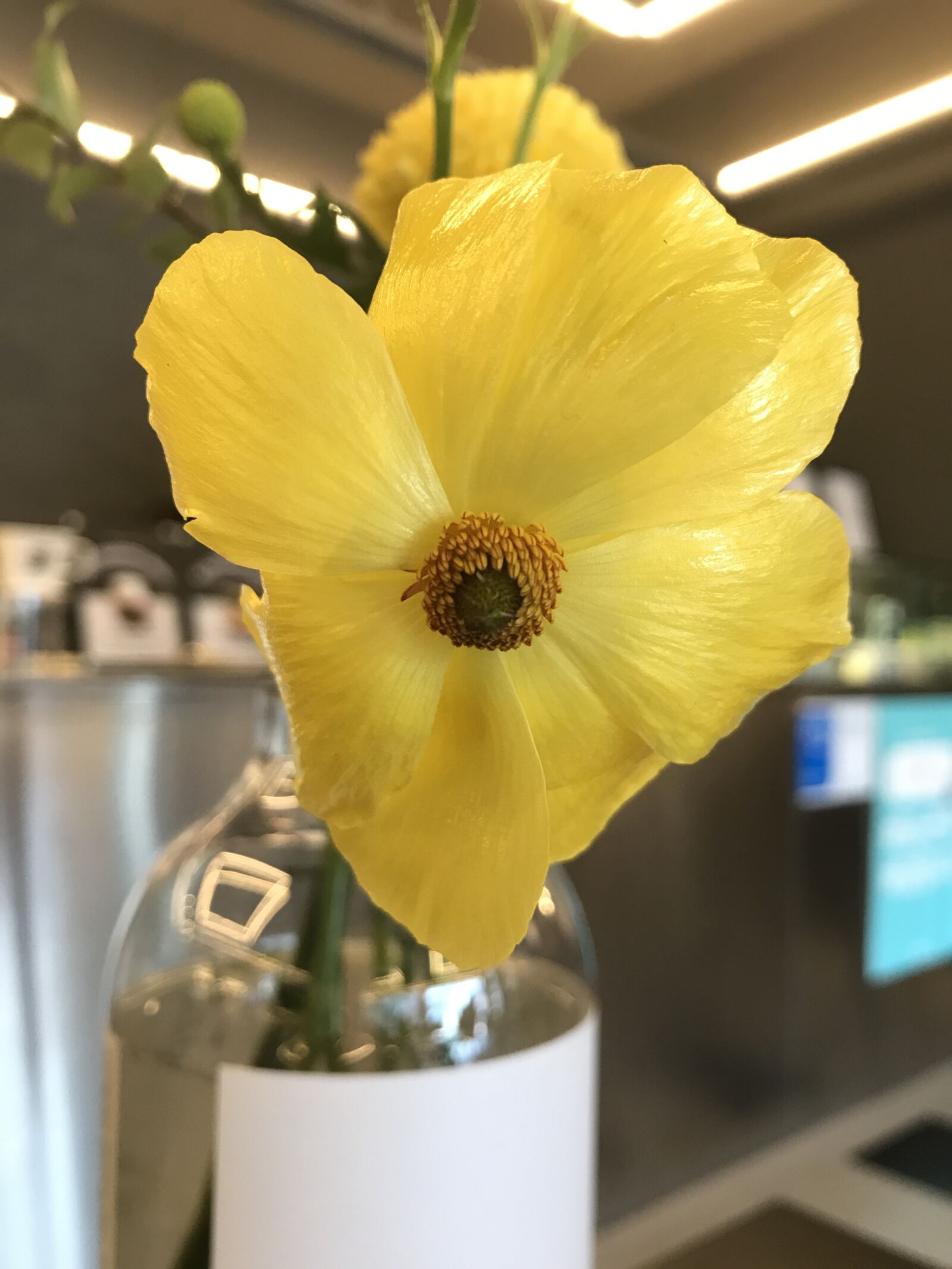iPhone 7 back camera 3.99mm f/1.8 sample photo. Yellow, flowers, cafe photography