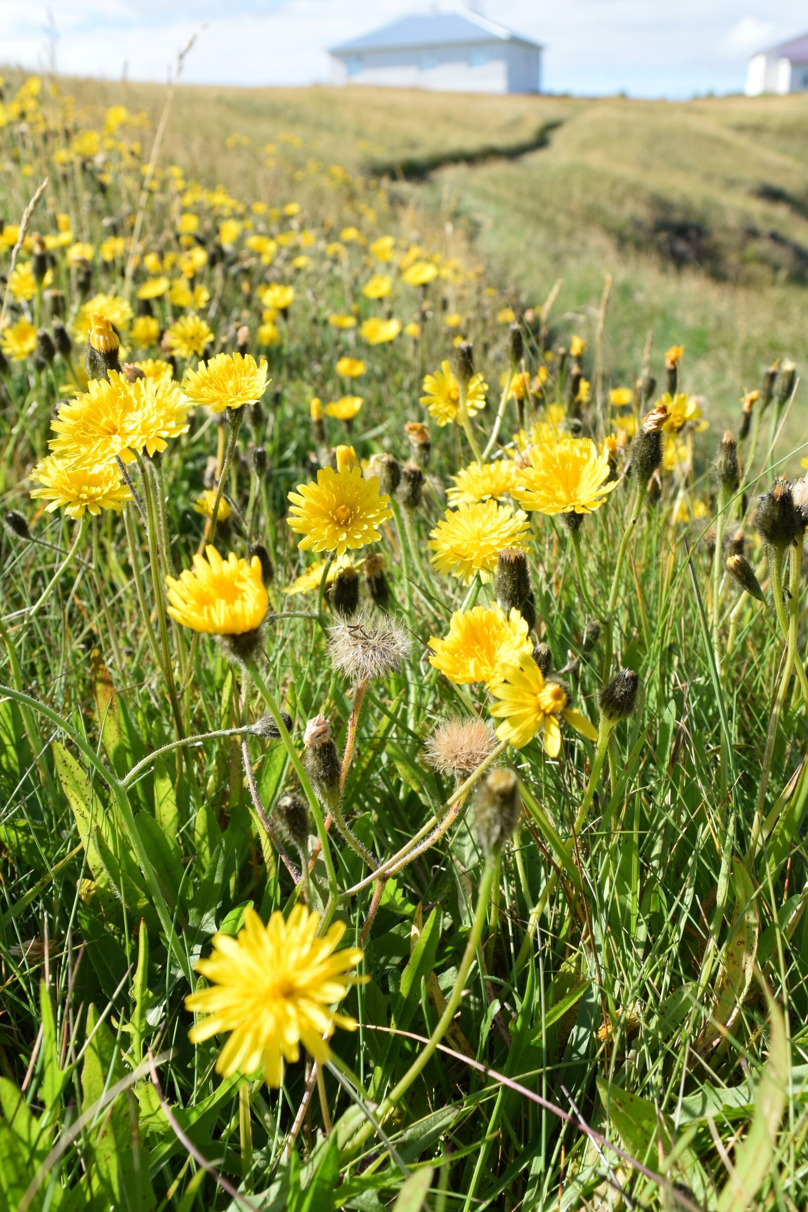 Nikon D3300 sample photo. Yellow, flowers, grass photography