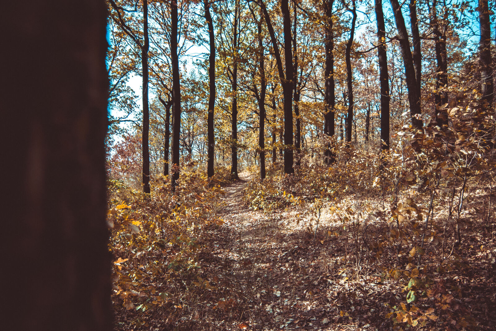 Canon EOS 70D sample photo. Autumn, poland photography