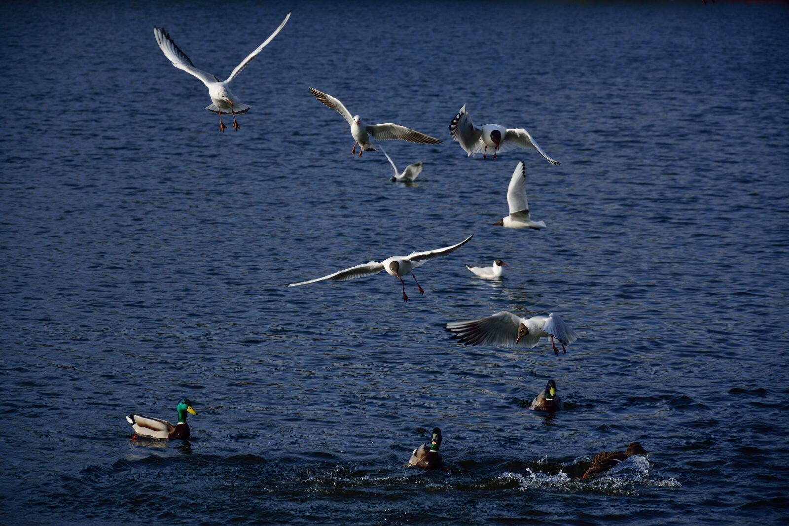 Nikon D3300 sample photo. Air, animal, background, bird photography
