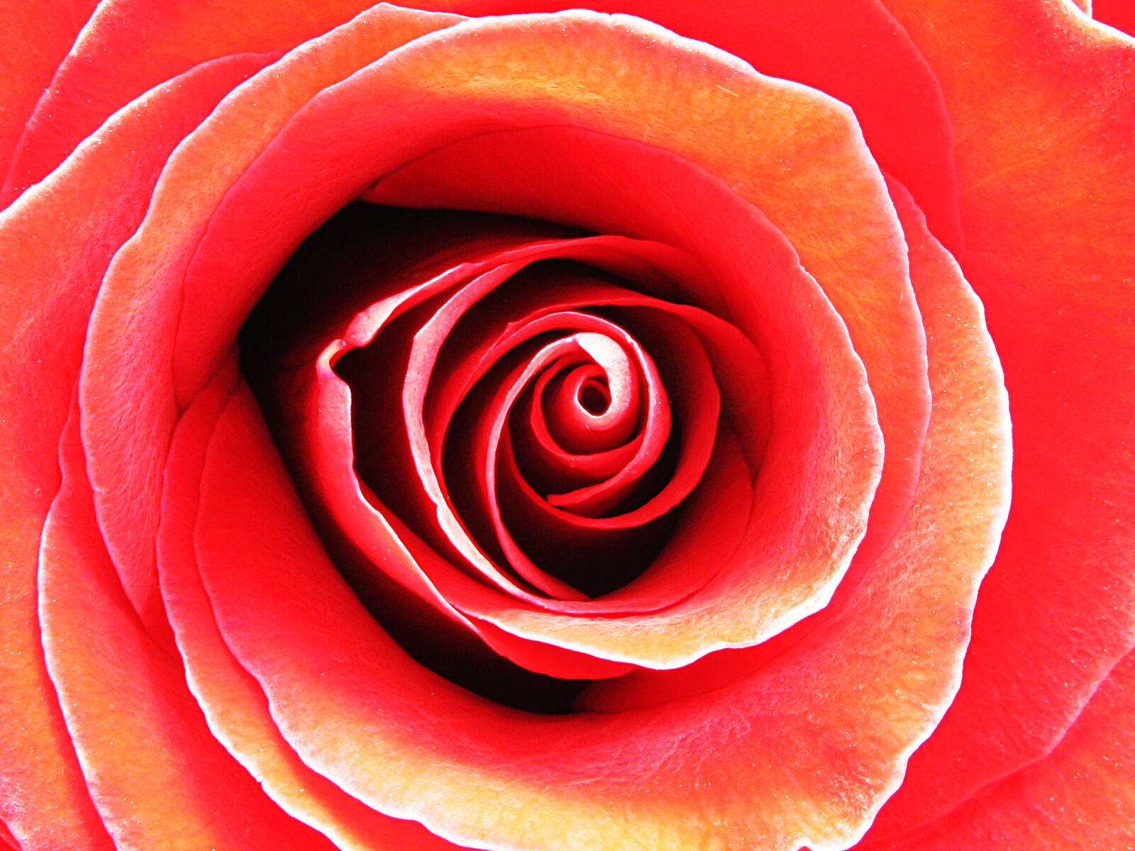 Canon POWERSHOT G6 sample photo. Red, love, romantic, flower photography