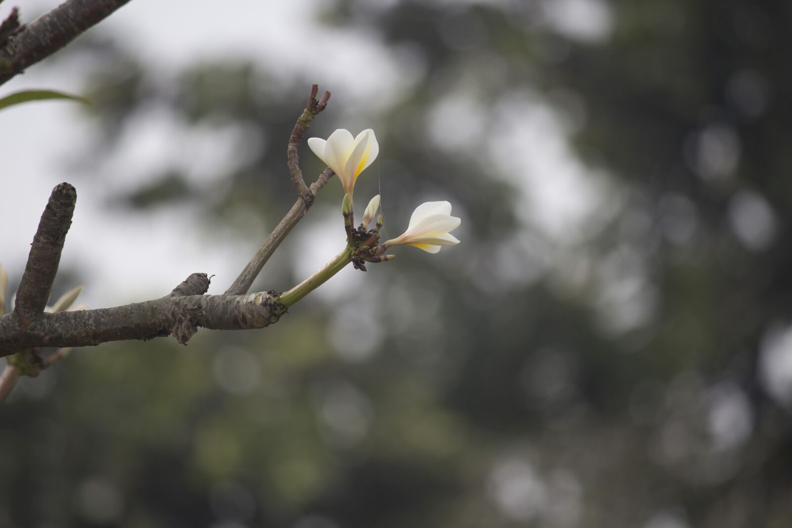 Canon EOS 700D (EOS Rebel T5i / EOS Kiss X7i) sample photo. Tree, nature, outdoors photography