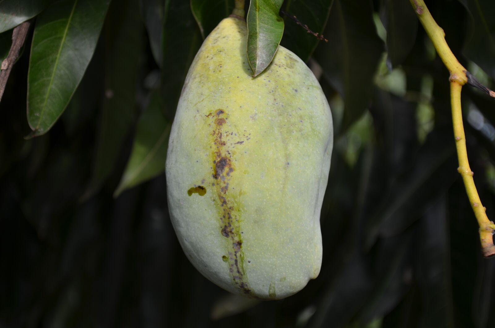 Nikon D5100 sample photo. Fruit, plant, mato photography