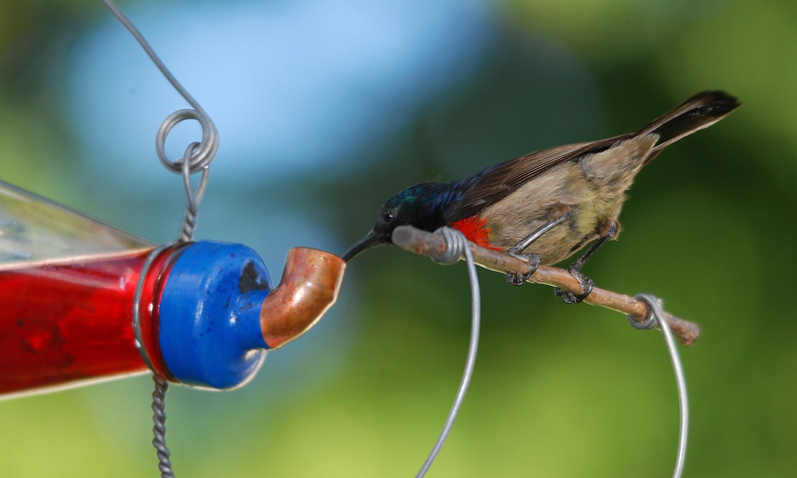 Nikon D80 sample photo. Sunbird, sugar bird, bird photography