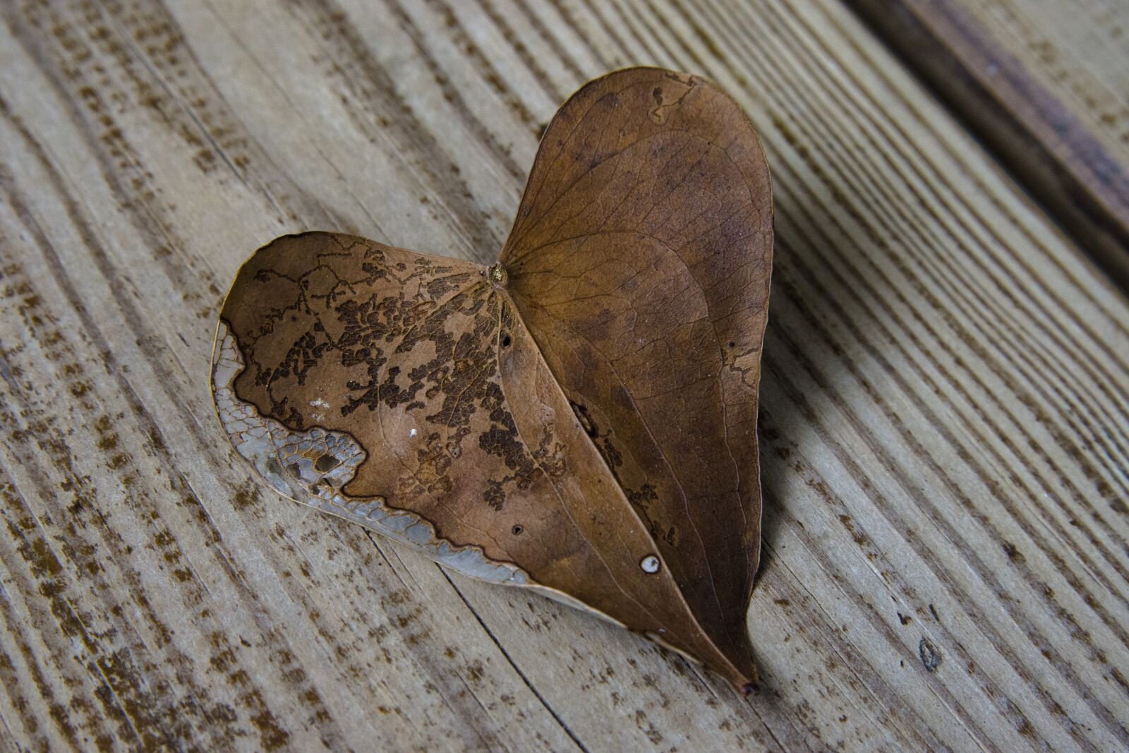 Nikon D7200 sample photo. Heart, leaf, sweetheart photography