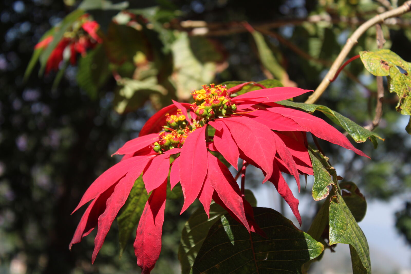 Canon EOS 1300D (EOS Rebel T6 / EOS Kiss X80) sample photo. Beautiful, flower photography