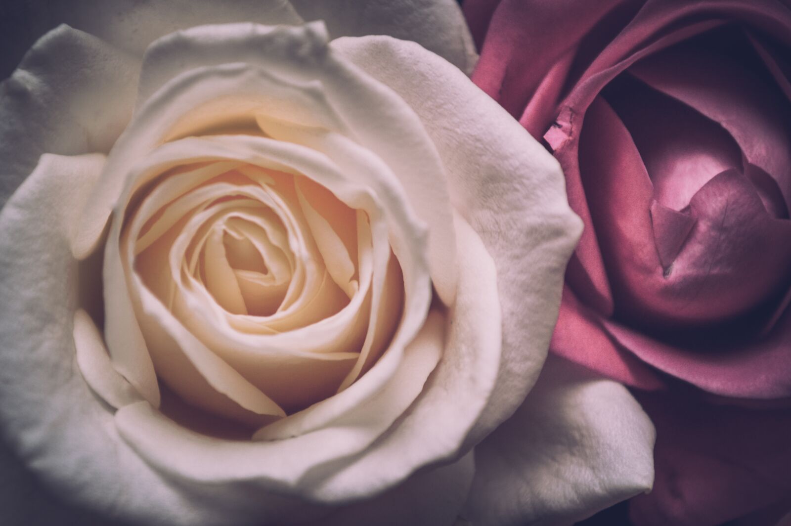 Nikon D3200 sample photo. White rose, dark rose photography