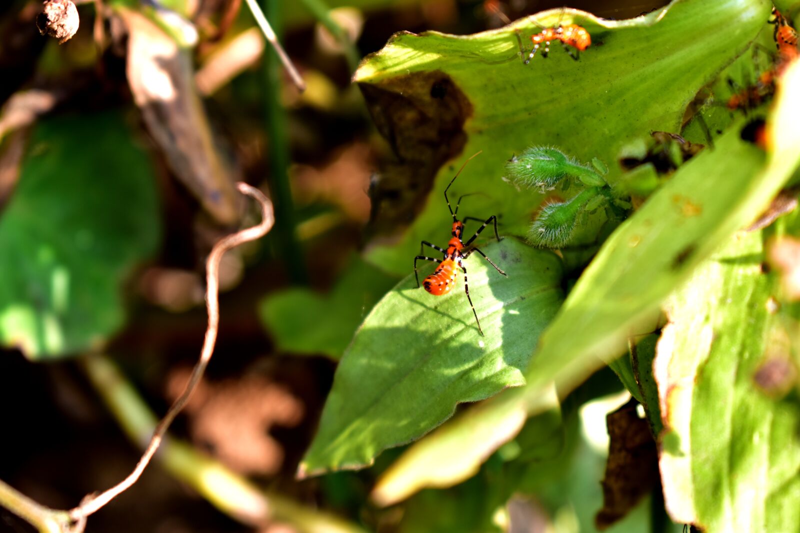Nikon D5600 sample photo. Leaves, insect, garden photography