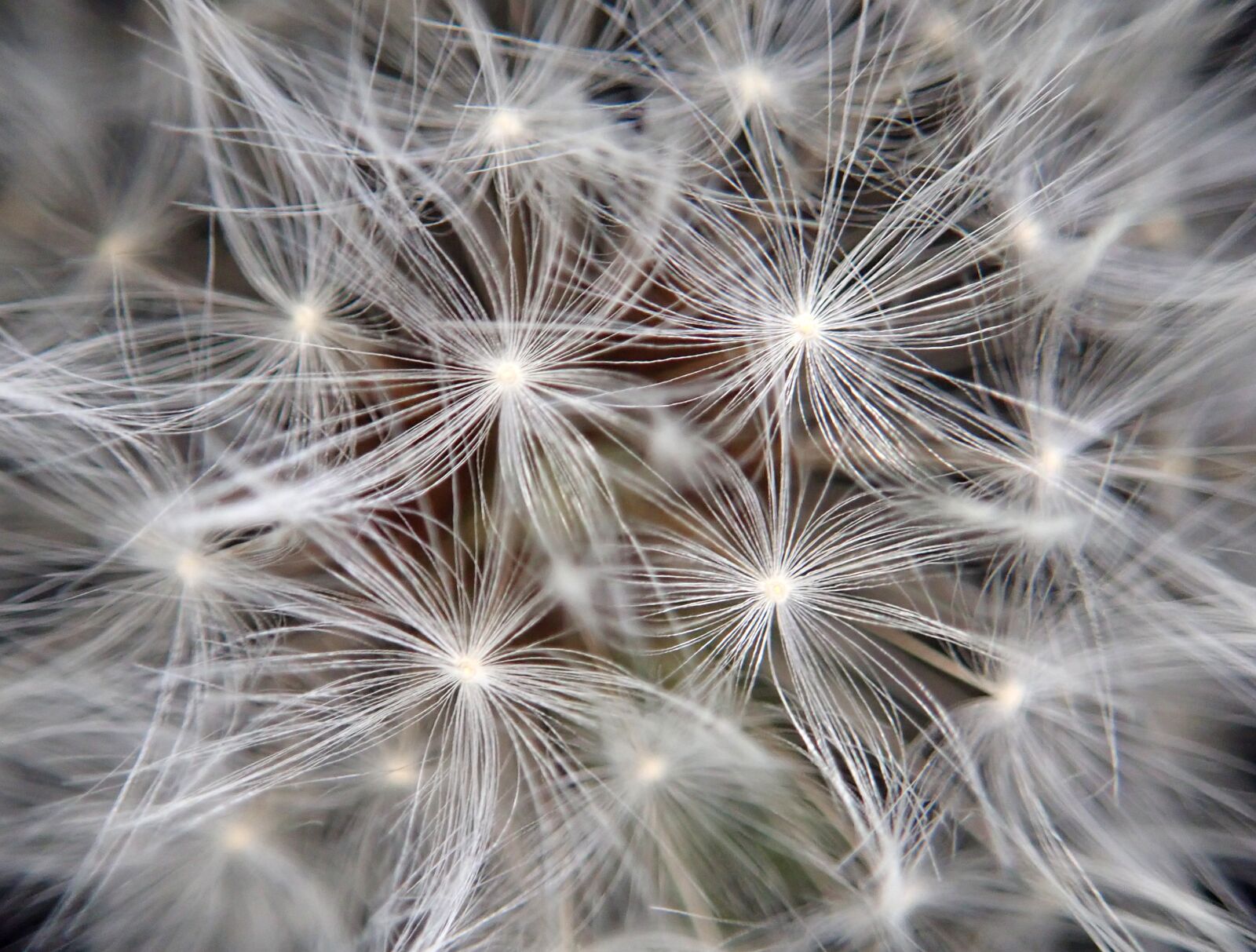 Olympus TG-5 sample photo. Dandelion, seed, plant photography