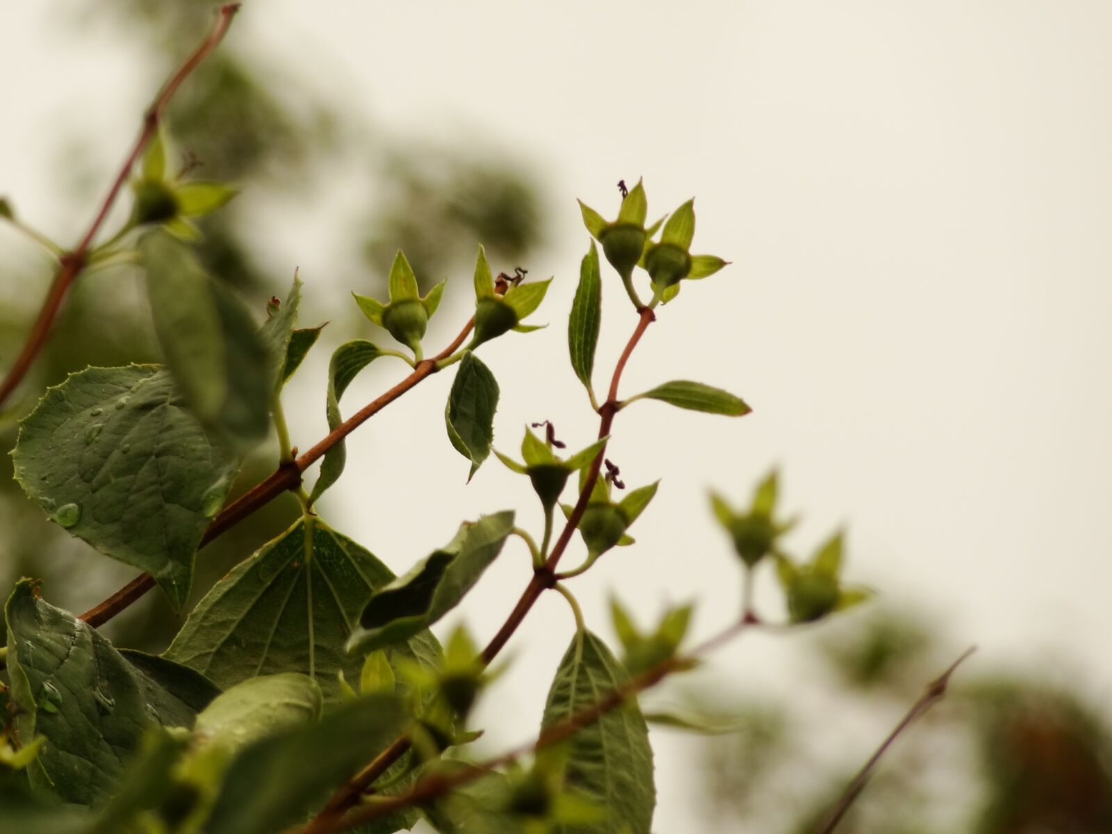 Sony Cyber-shot DSC-HX9V sample photo. Plant, spring, flower photography
