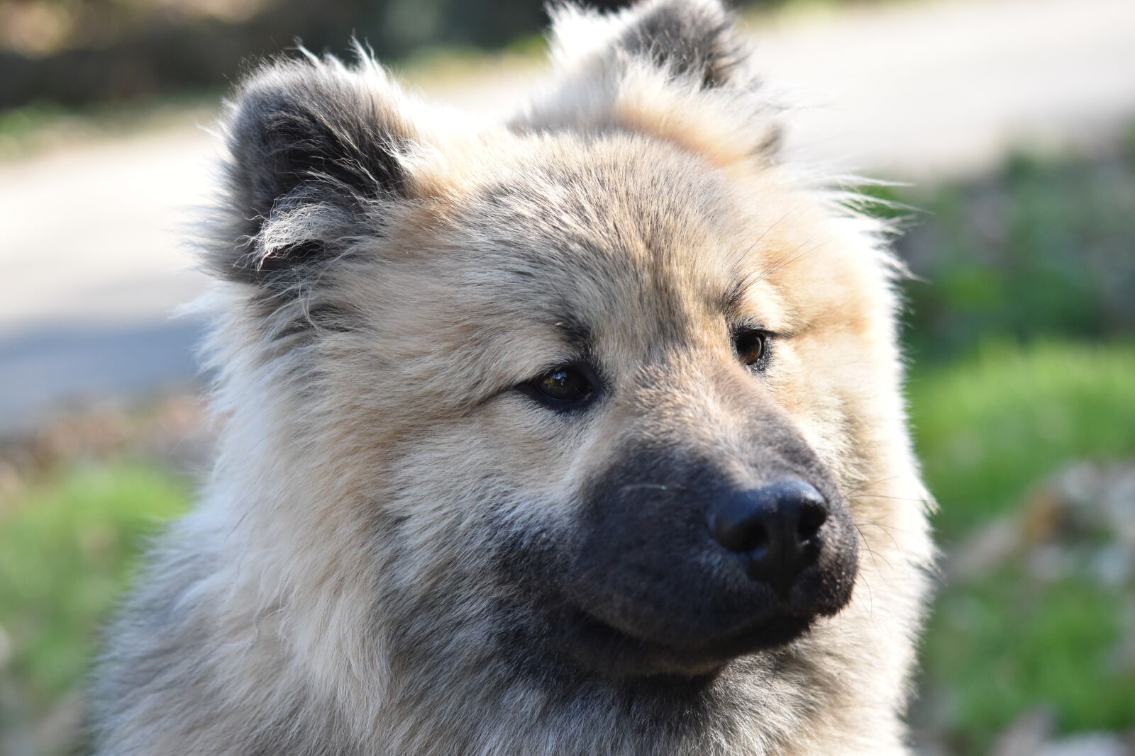 Nikon D5600 sample photo. Dog, portrait dog eurasier photography