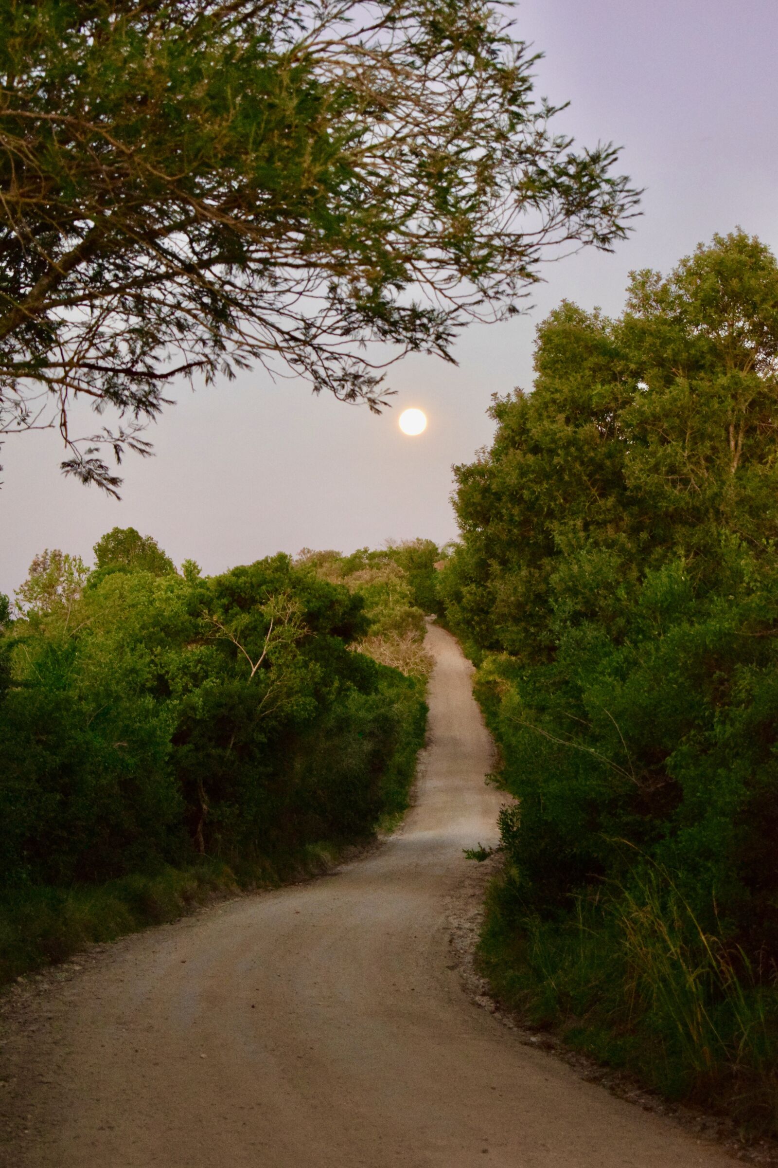 Nikon D5300 sample photo. Full moon, road, twilight photography