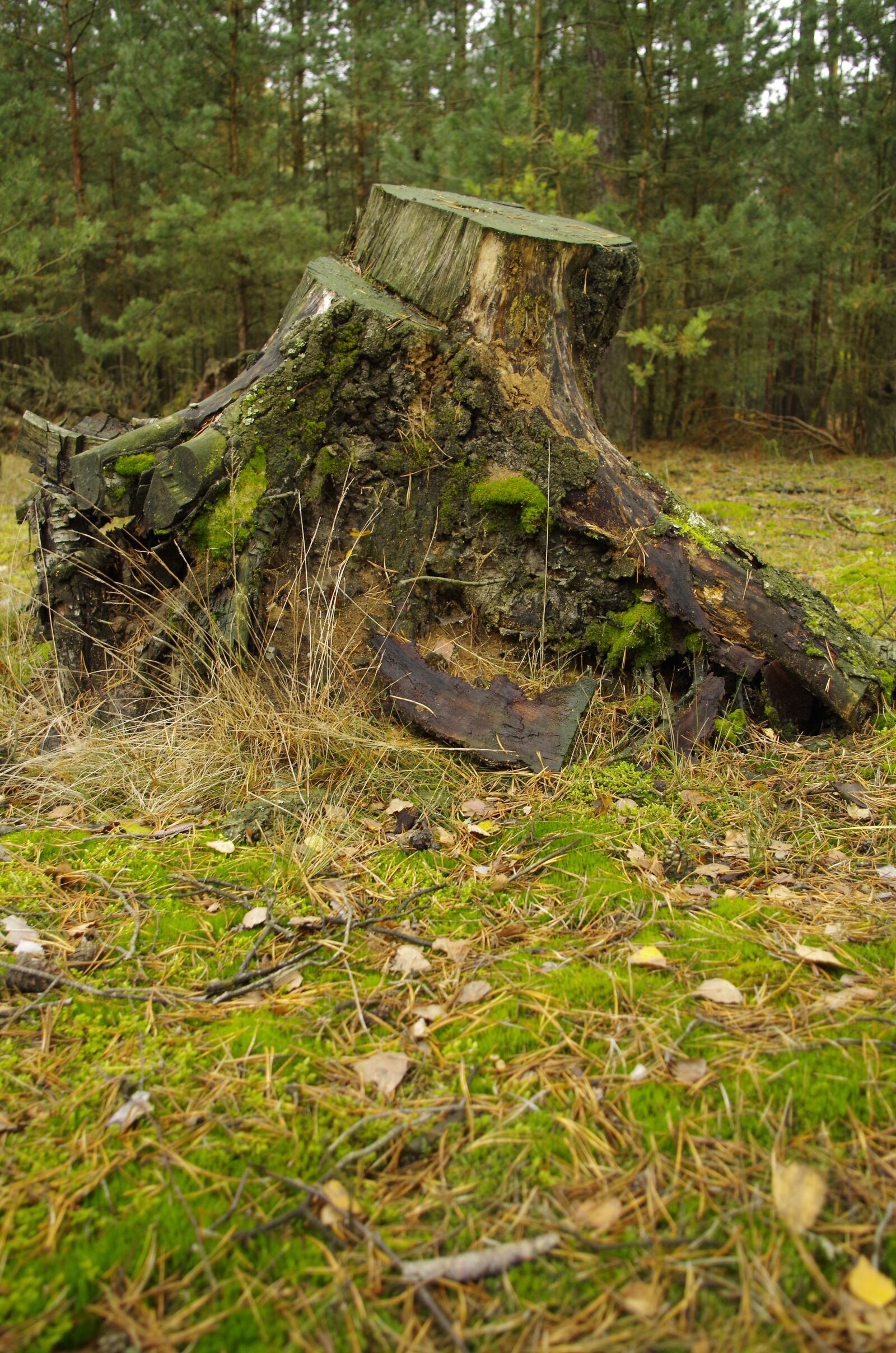 Pentax K-50 sample photo. Forest, trunk, gardening photography