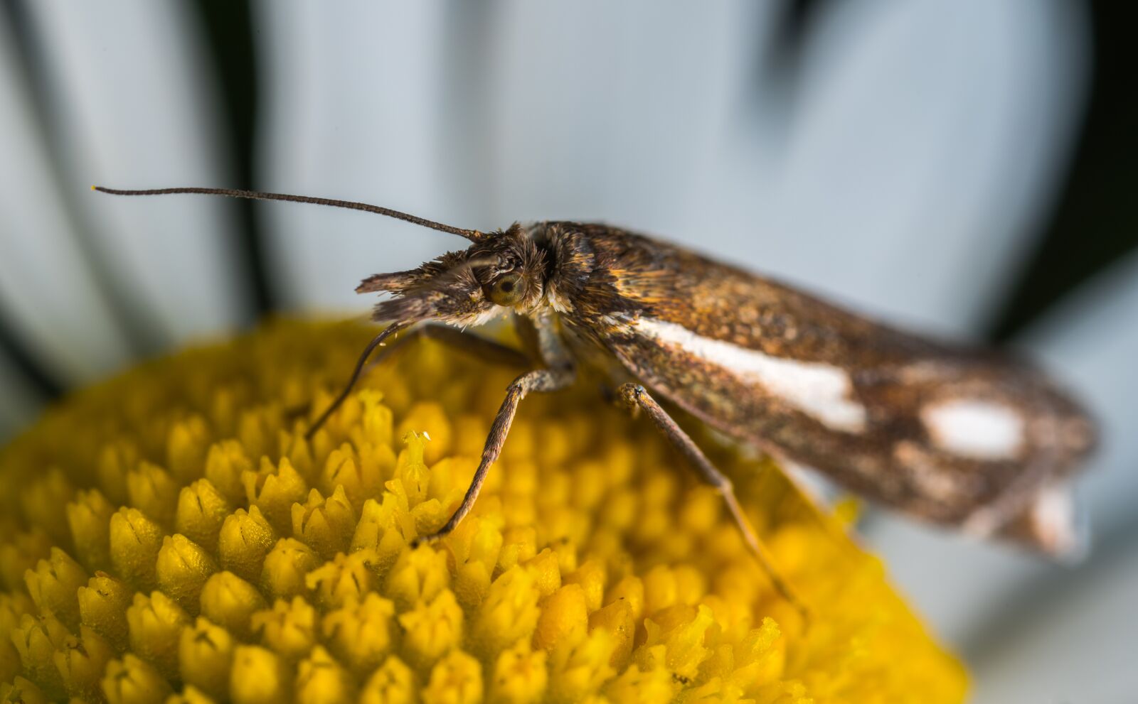 Sony a7R II sample photo. Nature, insect, lepidoptera photography