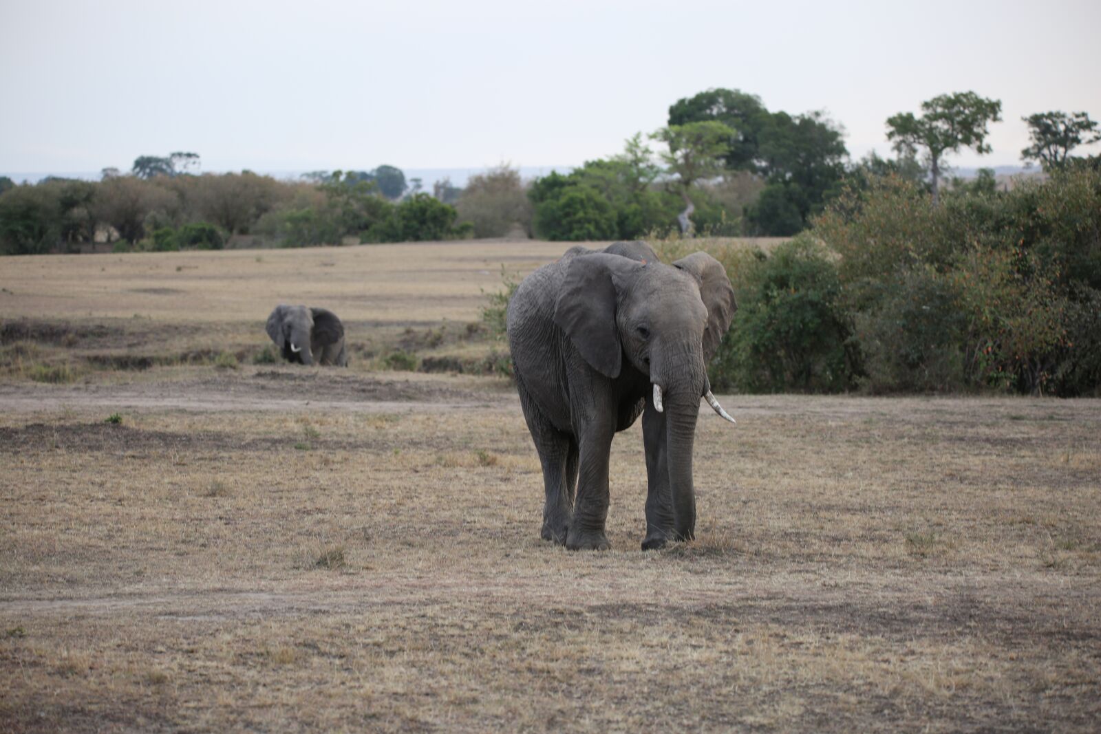 150-600mm F5-6.3 DG OS HSM | Contemporary 015 sample photo. Elephant, wildlife, safari photography