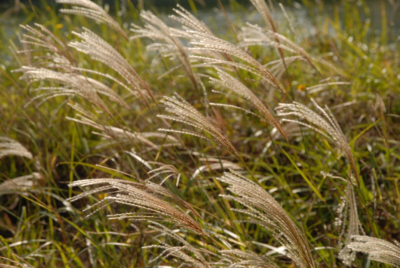 Nikon D200 sample photo. Songdo incheon korea, reed photography