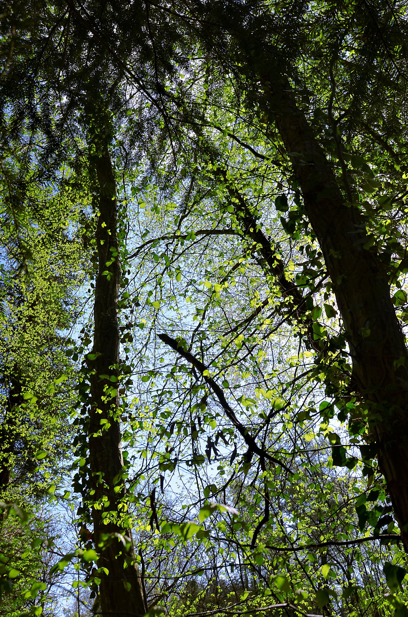 Nikon D5100 sample photo. Forest, spring, nature photography