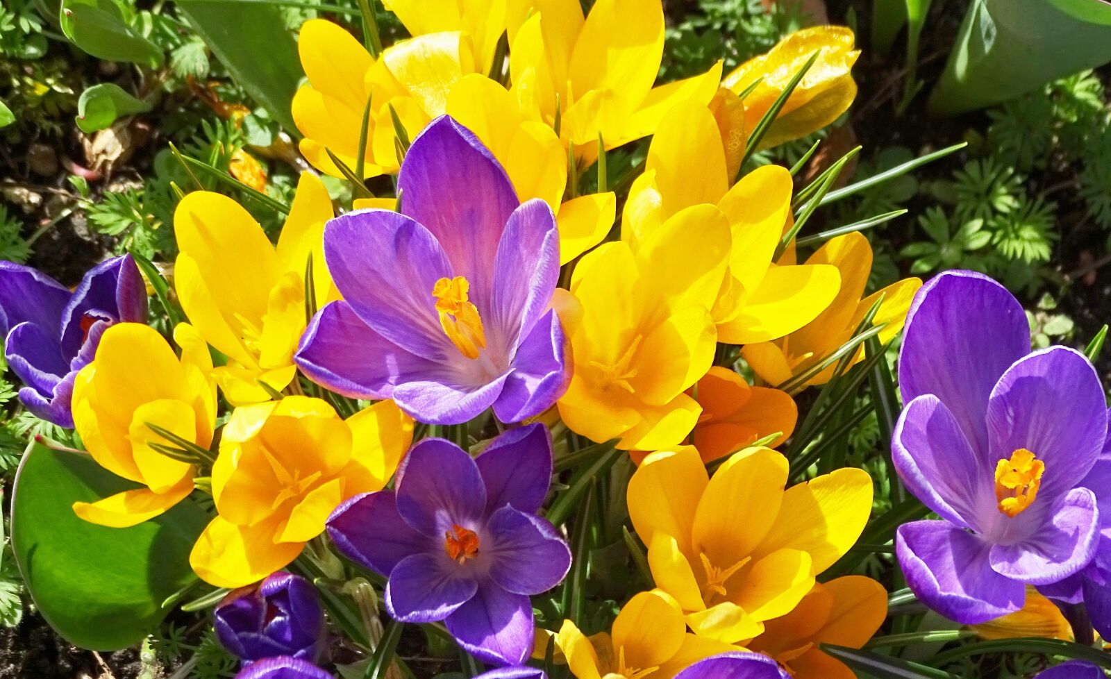 Sony Cyber-shot DSC-HX400V sample photo. Crocus, crocus flowers, yellow photography