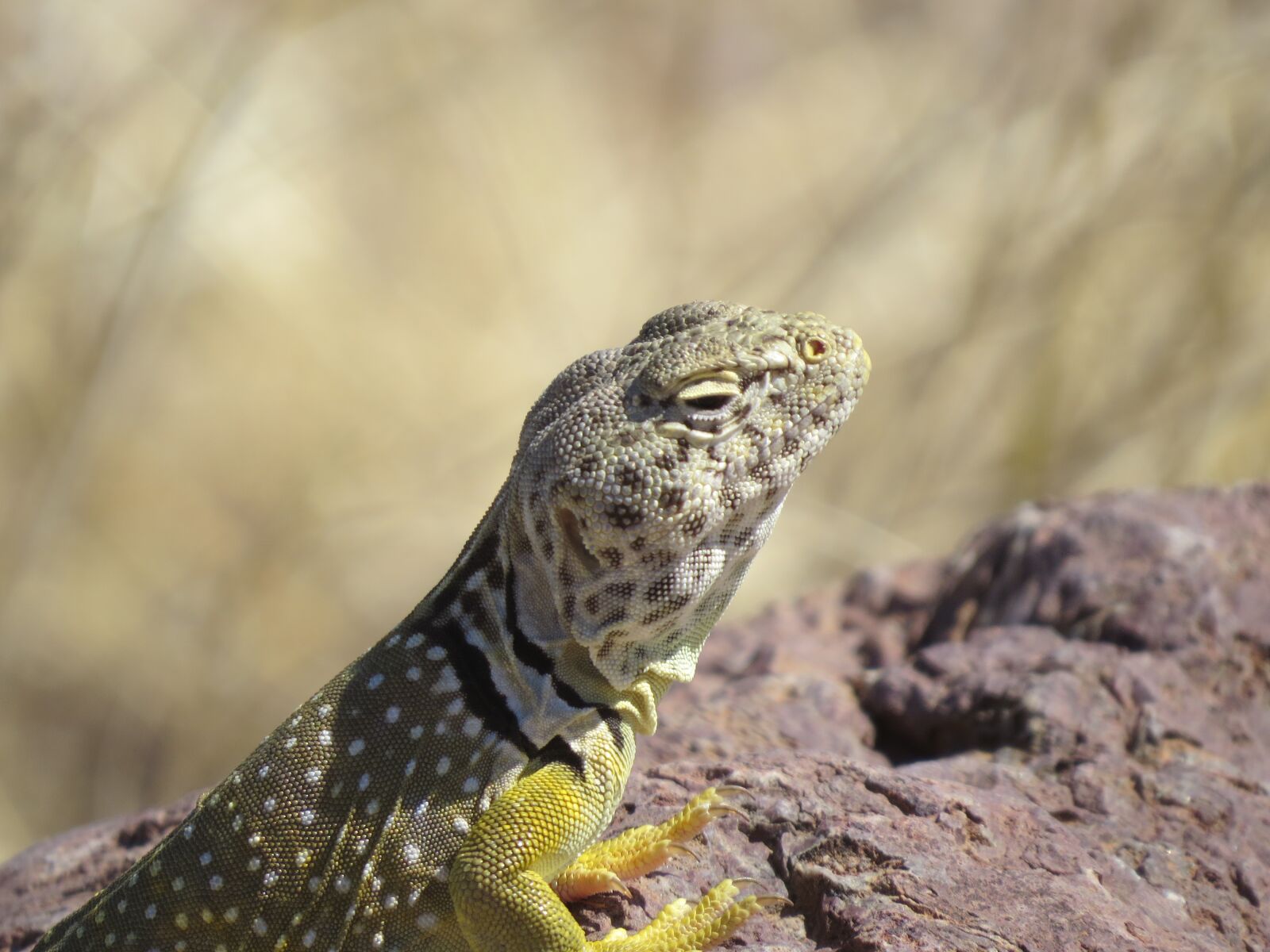 Canon PowerShot SX50 HS sample photo. Reptile, lizard, colorful photography