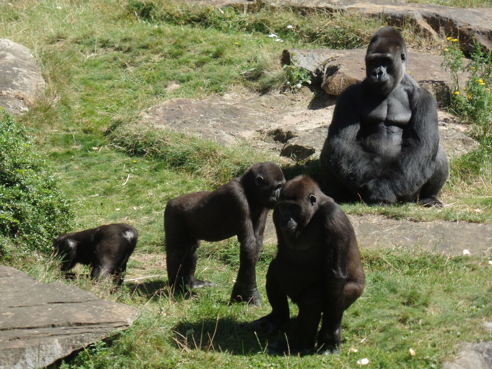 Samsung WB350F/WB351F/WB352F sample photo. Ape, gorilla, gorilla family photography