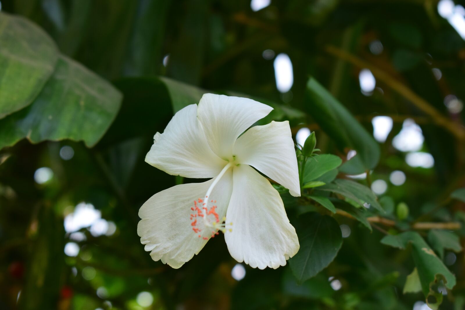 Nikon D5300 sample photo. Hibiscus, shoe flower, white photography
