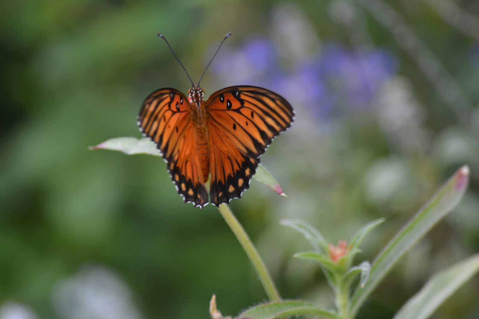 Nikon D7100 sample photo. Butterfly, nature, flower photography