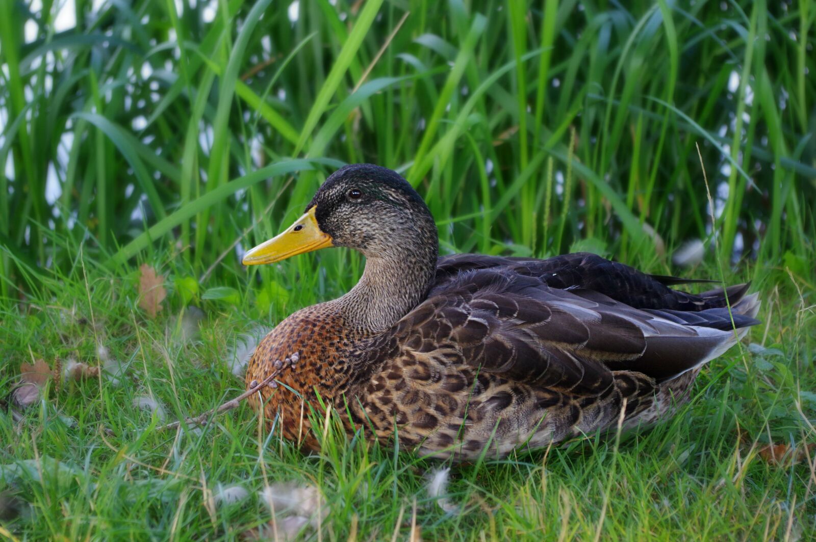 Pentax K-3 sample photo. Duck, grass, feather photography