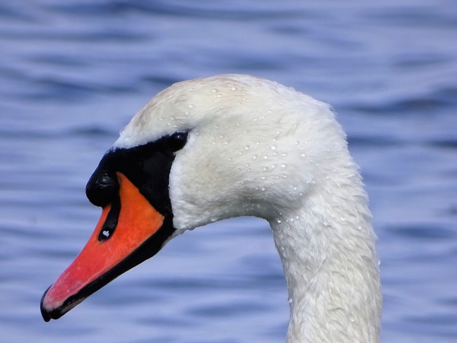 Sony Cyber-shot DSC-HX400V sample photo. Swan, animal, bird photography