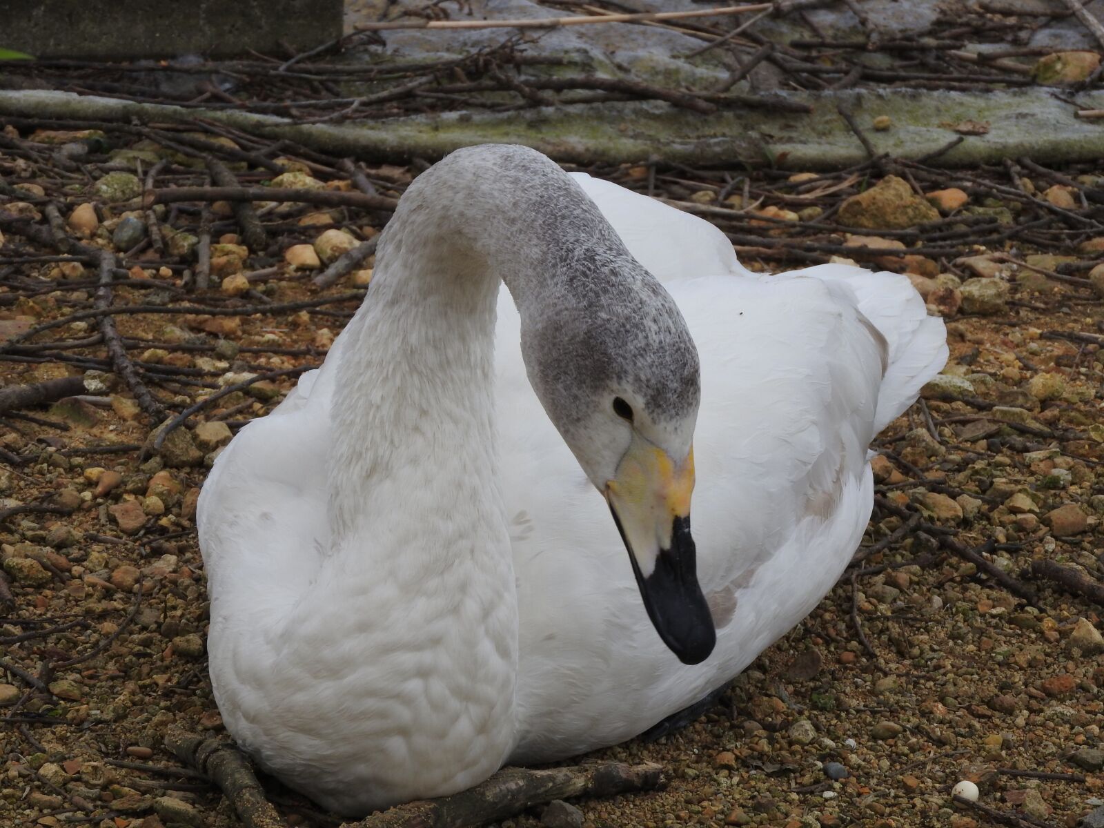 Nikon Coolpix P610 sample photo. Goose, duck, long neck photography
