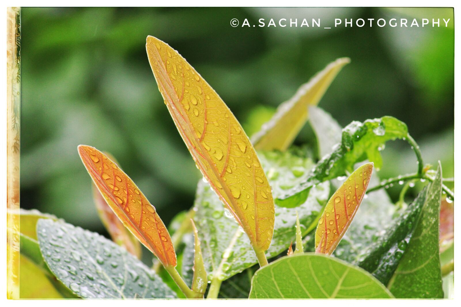 Canon EOS 2000D (EOS Rebel T7 / EOS Kiss X90 / EOS 1500D) sample photo. Leaf, rain, rain drops photography