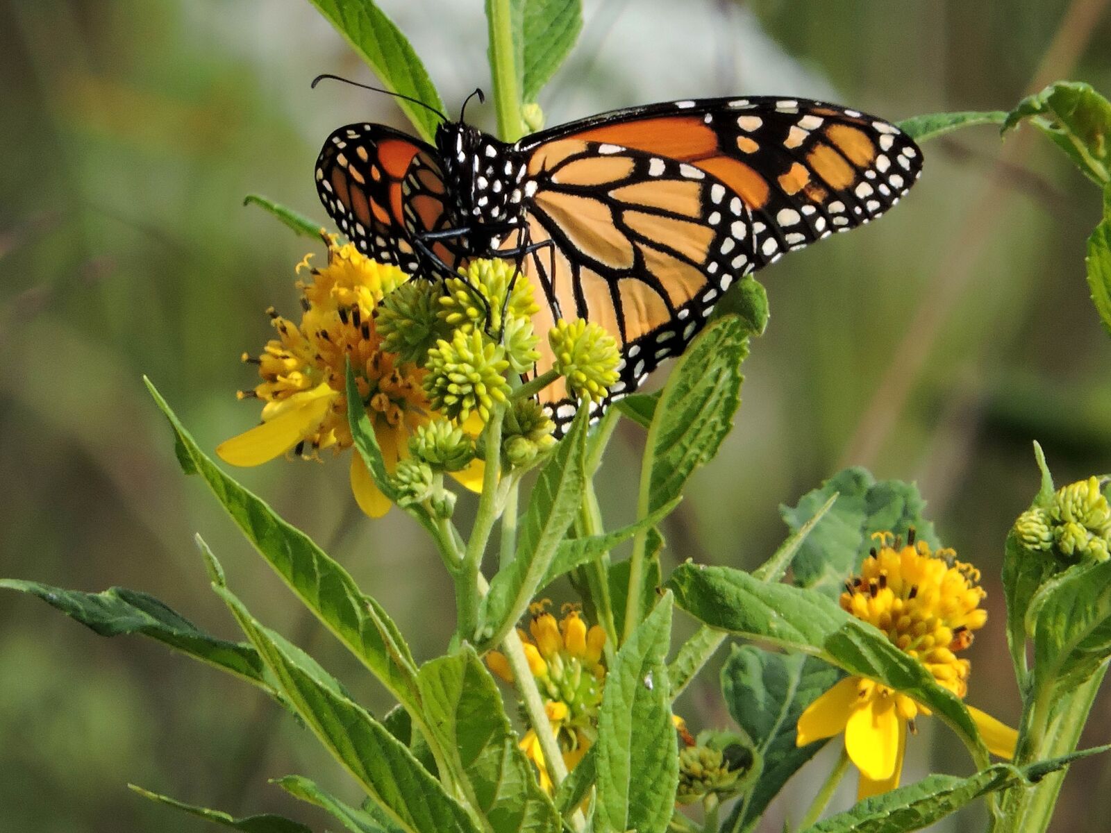 Nikon Coolpix P600 sample photo. Monarch butterfly, grass, valley photography