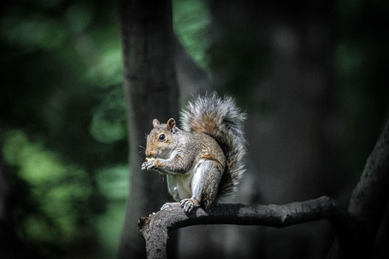 Canon EOS 550D (EOS Rebel T2i / EOS Kiss X4) + Sigma 70-300mm F4-5.6 DG OS sample photo. Eating, park, squirrel photography