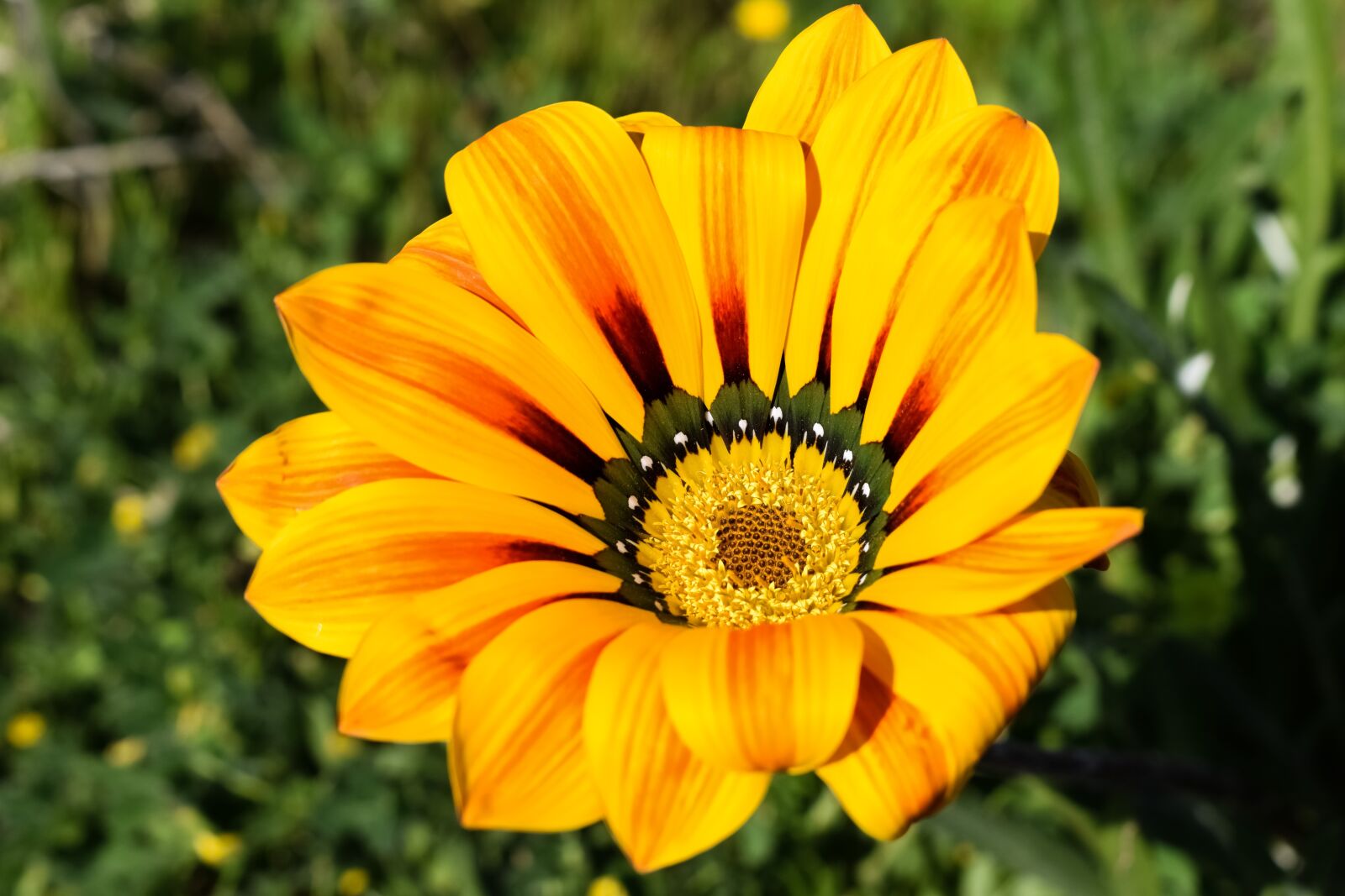 Nikon D3300 sample photo. Gazania, flower, colorful photography
