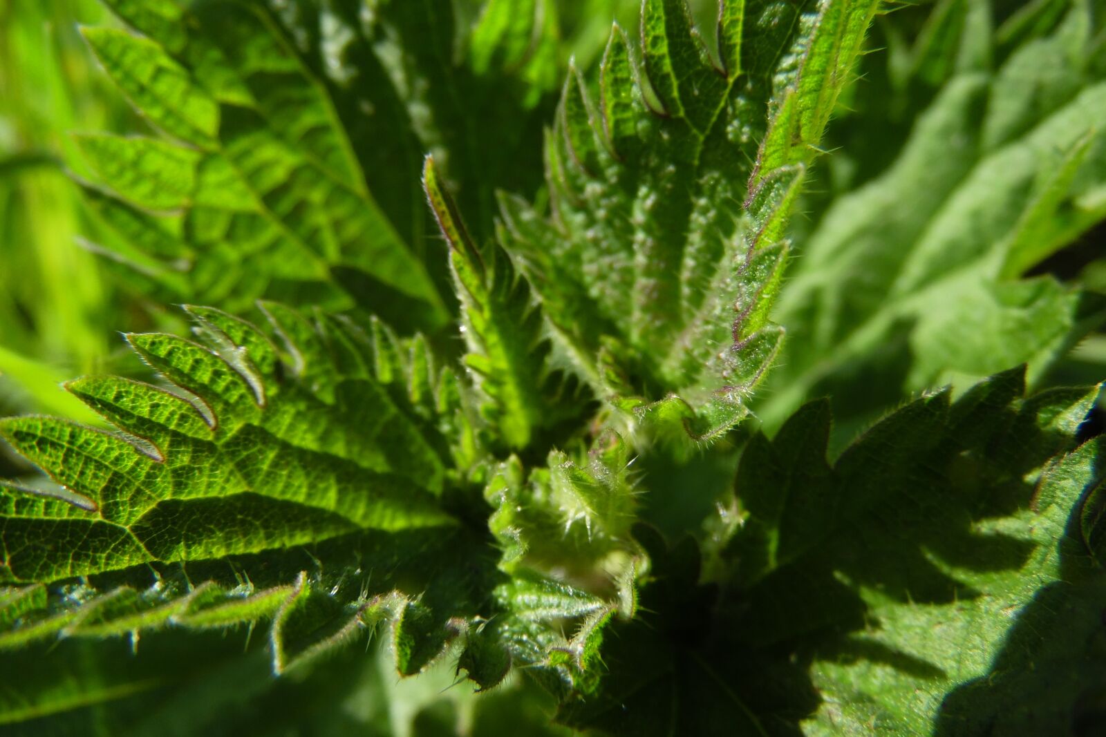 Samsung WB1100F/WB1101F/WB1102F sample photo. Nettle, leaf, green photography
