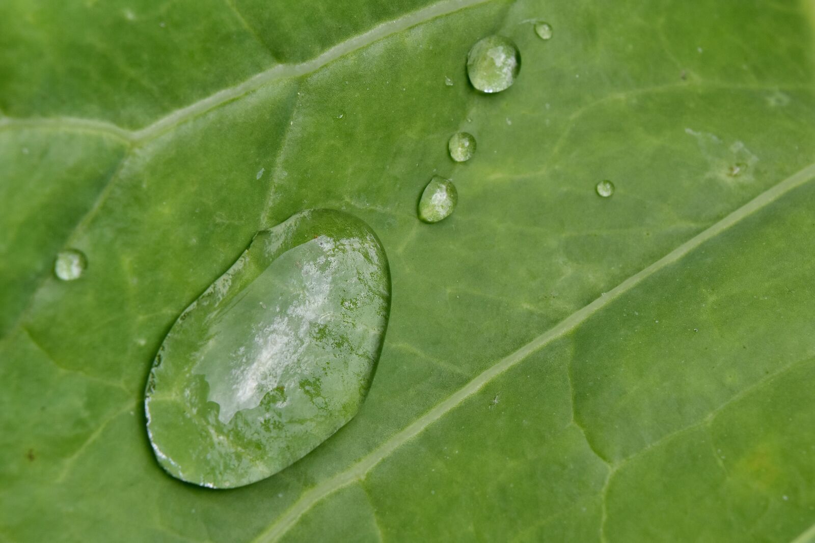 Nikon D5500 sample photo. Wet, rain, plant, dew photography