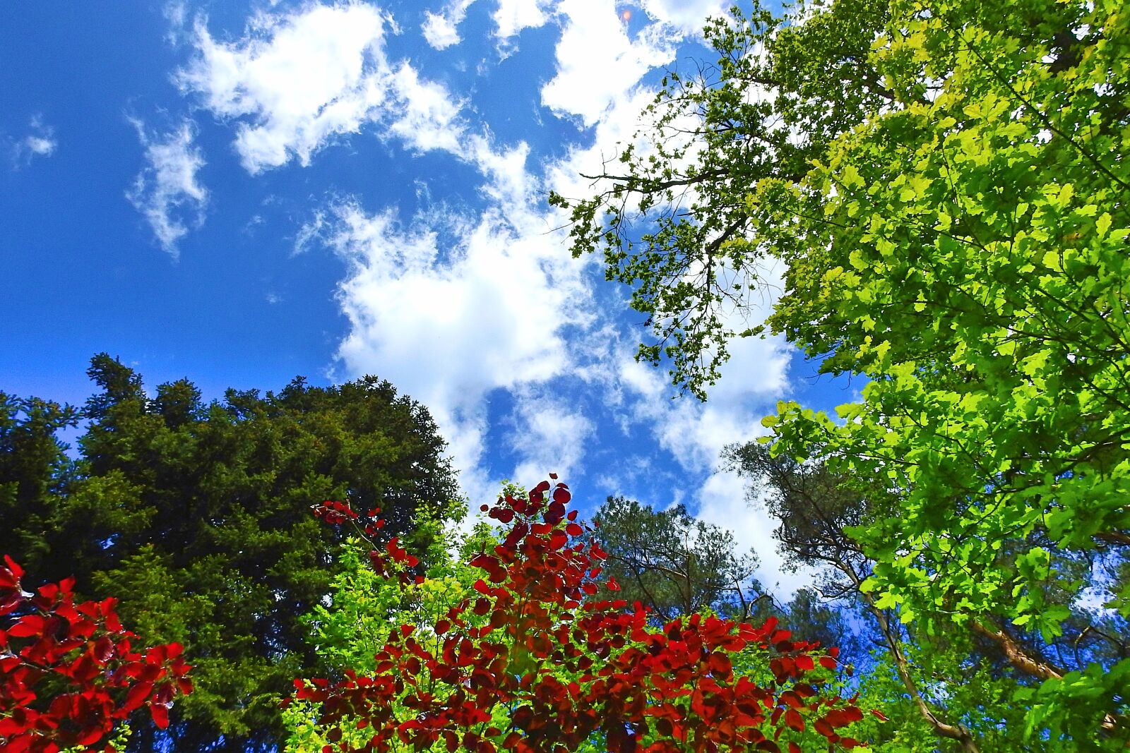 Nikon Coolpix P900 sample photo. Foliage, forest, tree photography