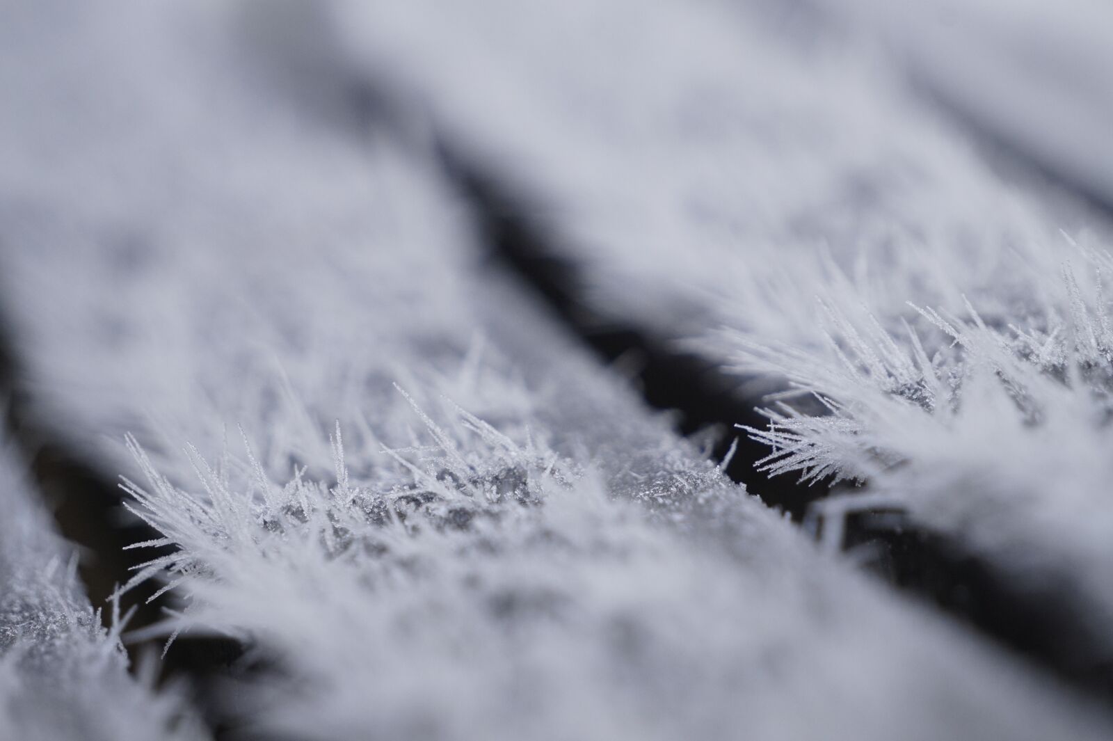 Sony Alpha a5000 (ILCE 5000) + Sony E 55-210mm F4.5-6.3 OSS sample photo. Macro, close up, frozen photography