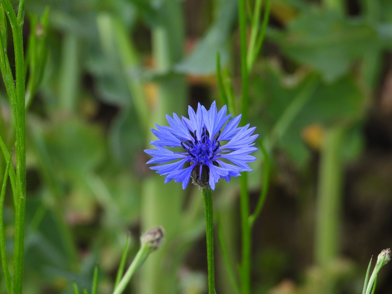 Nikon Coolpix P1000 sample photo. Cornflower, a flower of photography