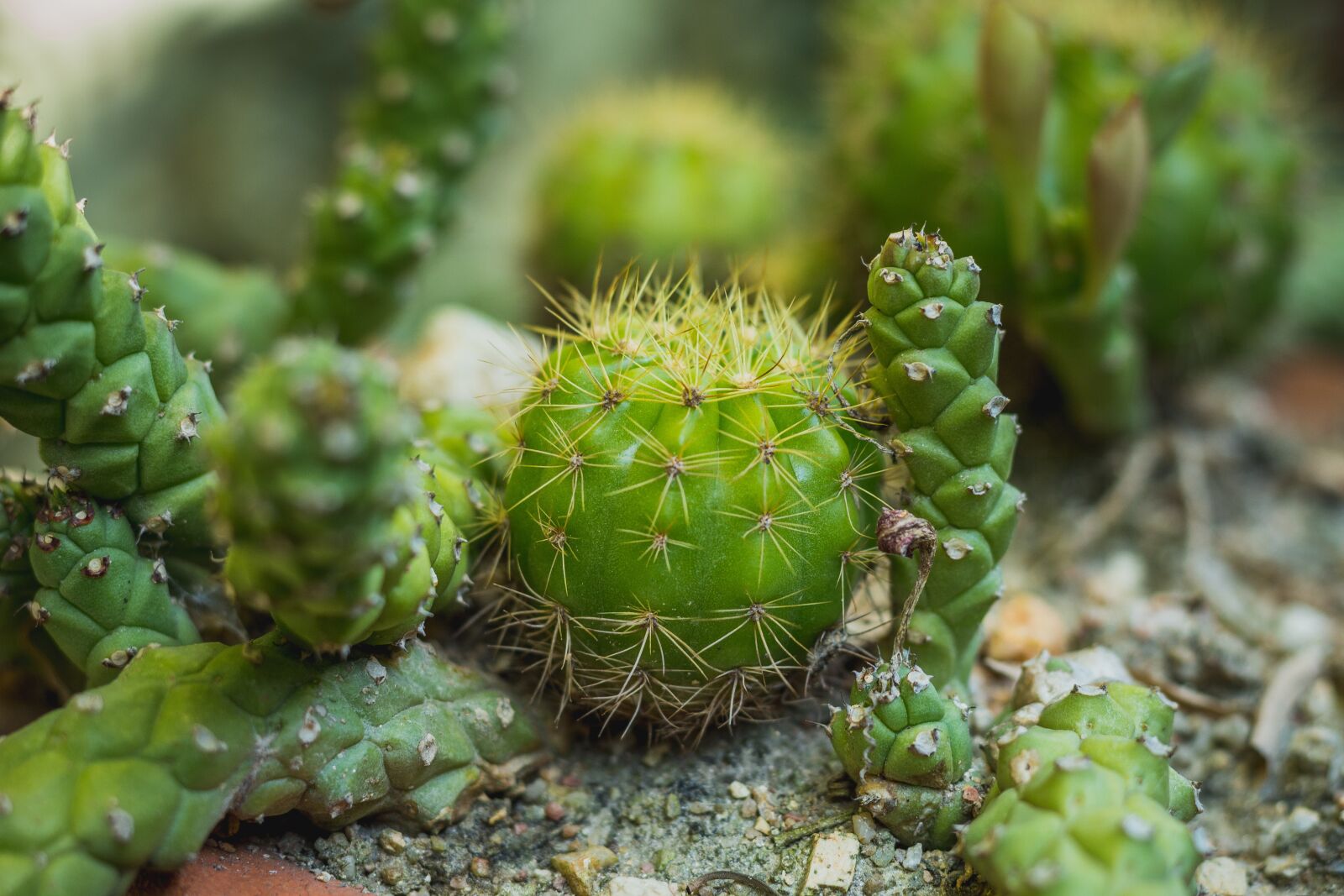 Canon EOS 700D (EOS Rebel T5i / EOS Kiss X7i) sample photo. Cylinder diamond, plant, plants photography