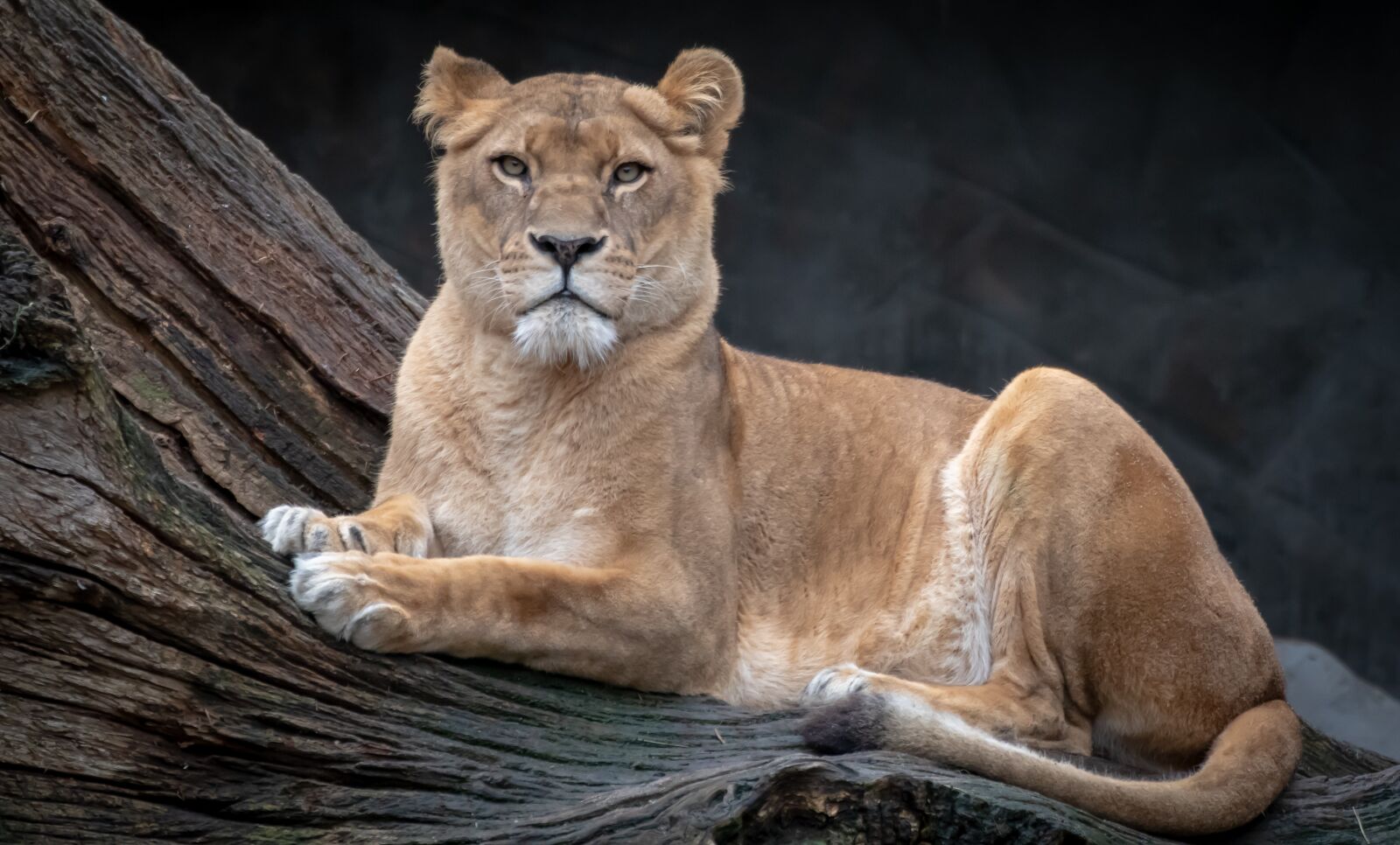 Canon EOS 200D (EOS Rebel SL2 / EOS Kiss X9) sample photo. Lion, lioness, animal world photography