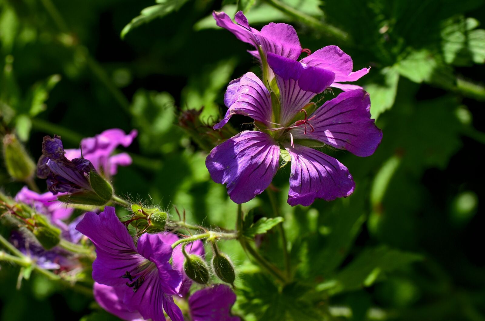 Nikon D7000 sample photo. Cranesbill, flower, violet photography